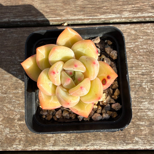 2110 Echeveria White Champagne