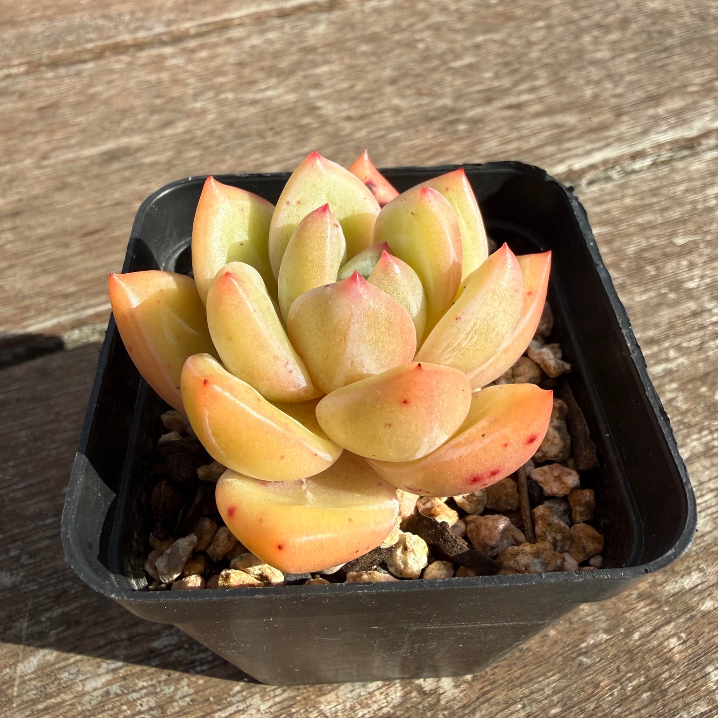 2110 Echeveria White Champagne