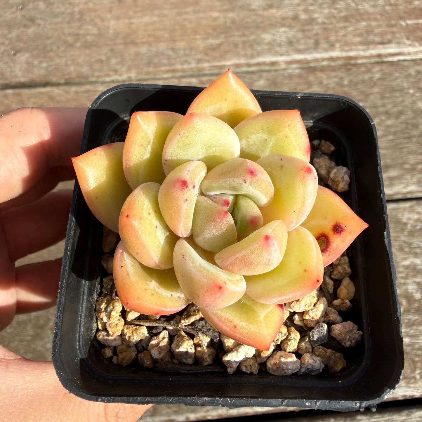 2110 Echeveria White Champagne