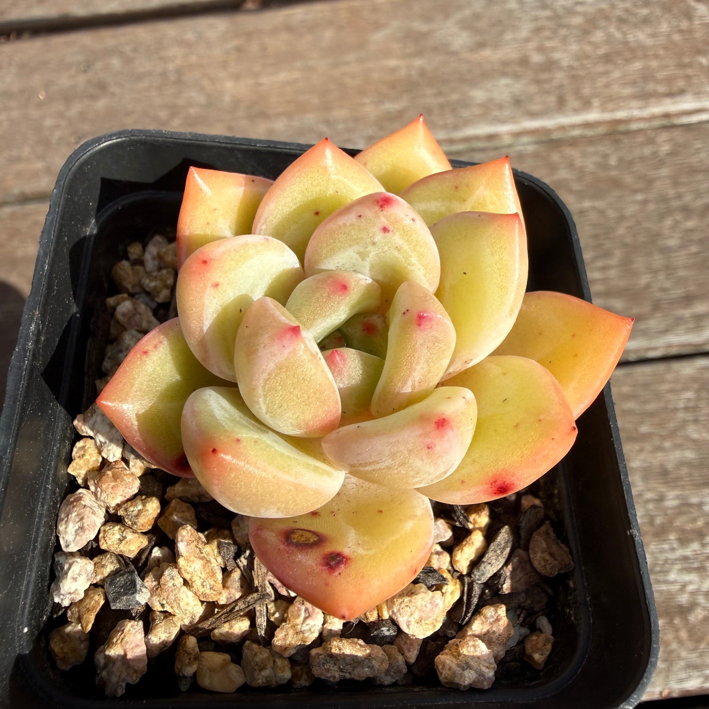 2110 Echeveria White Champagne