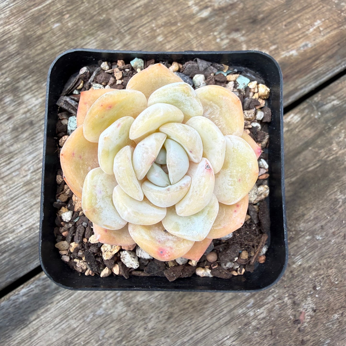 2110 Echeveria 'Gem Moon'