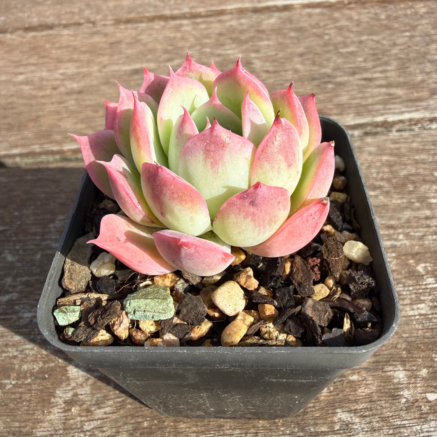 2110 Echeveria 'Honey Lips'