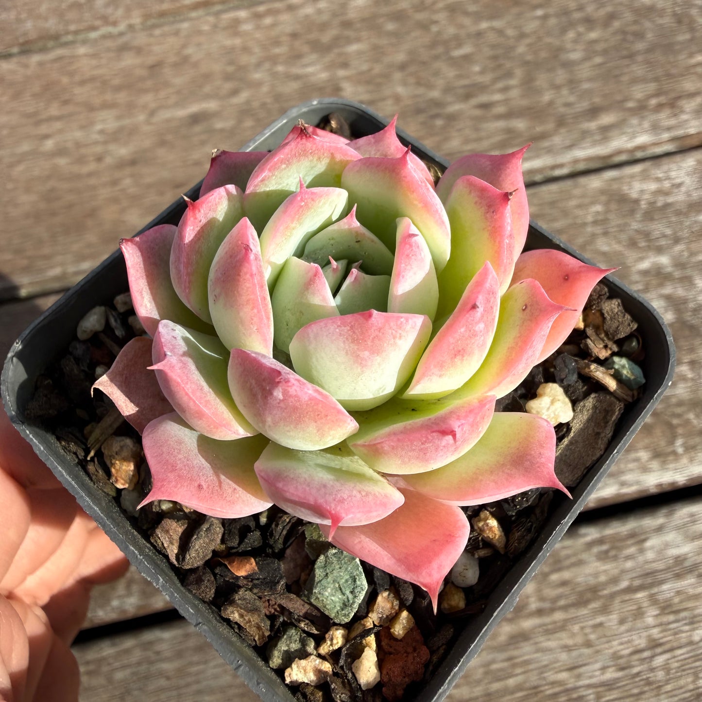 2110 Echeveria 'Honey Lips'