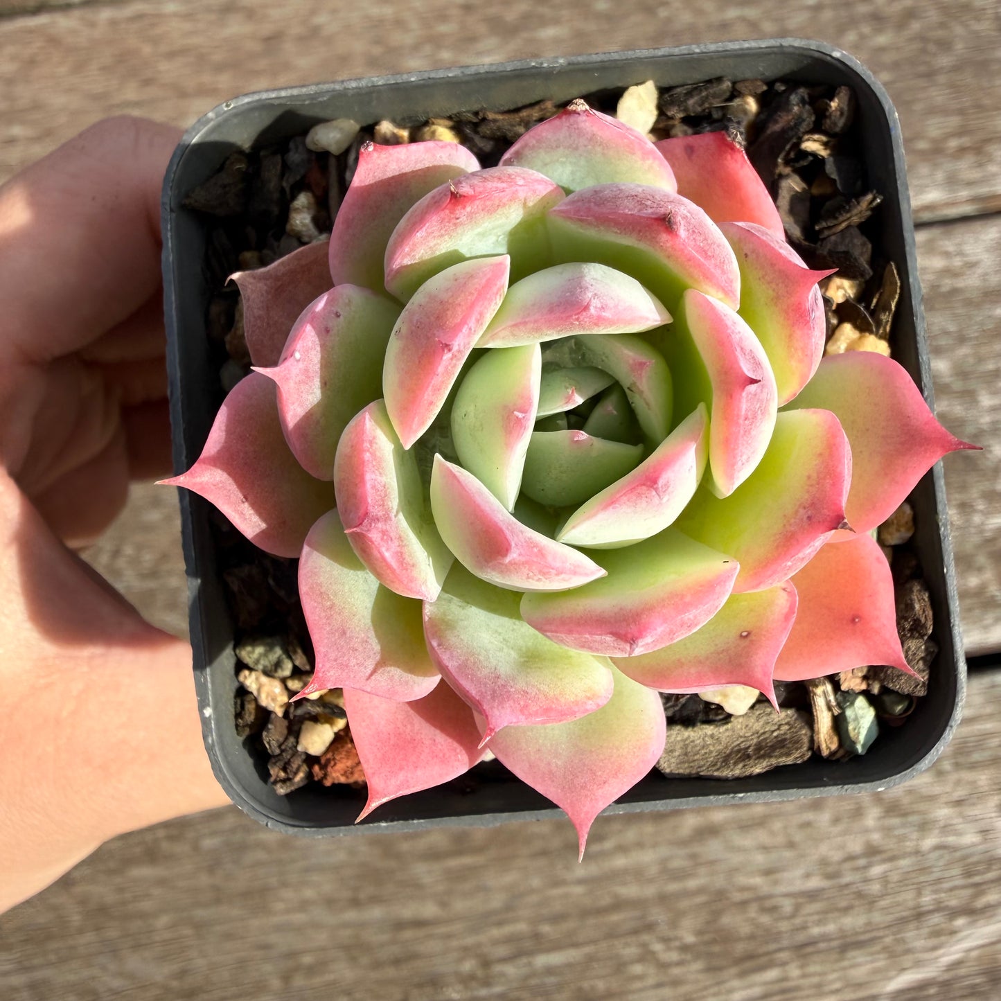 2110 Echeveria 'Honey Lips'
