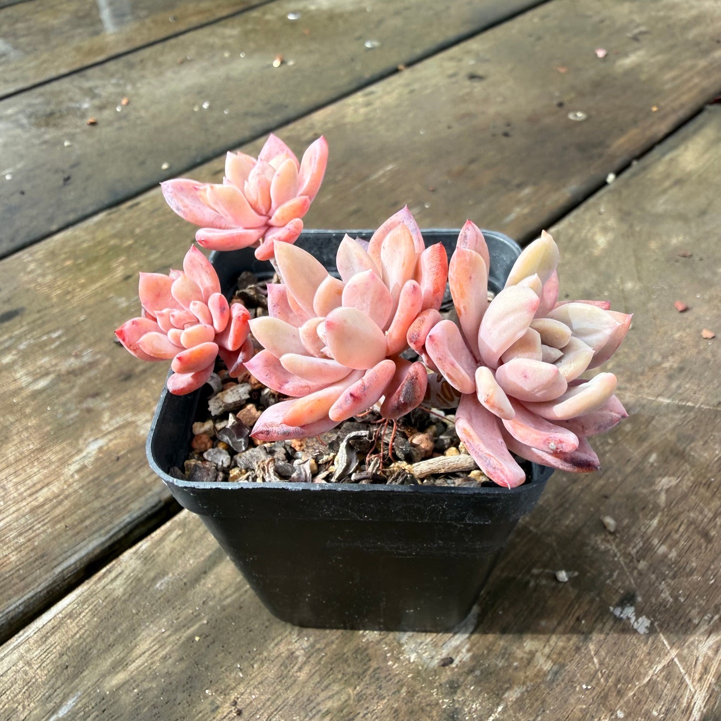2110 Echeveria 'Sugar Jelly' sp.