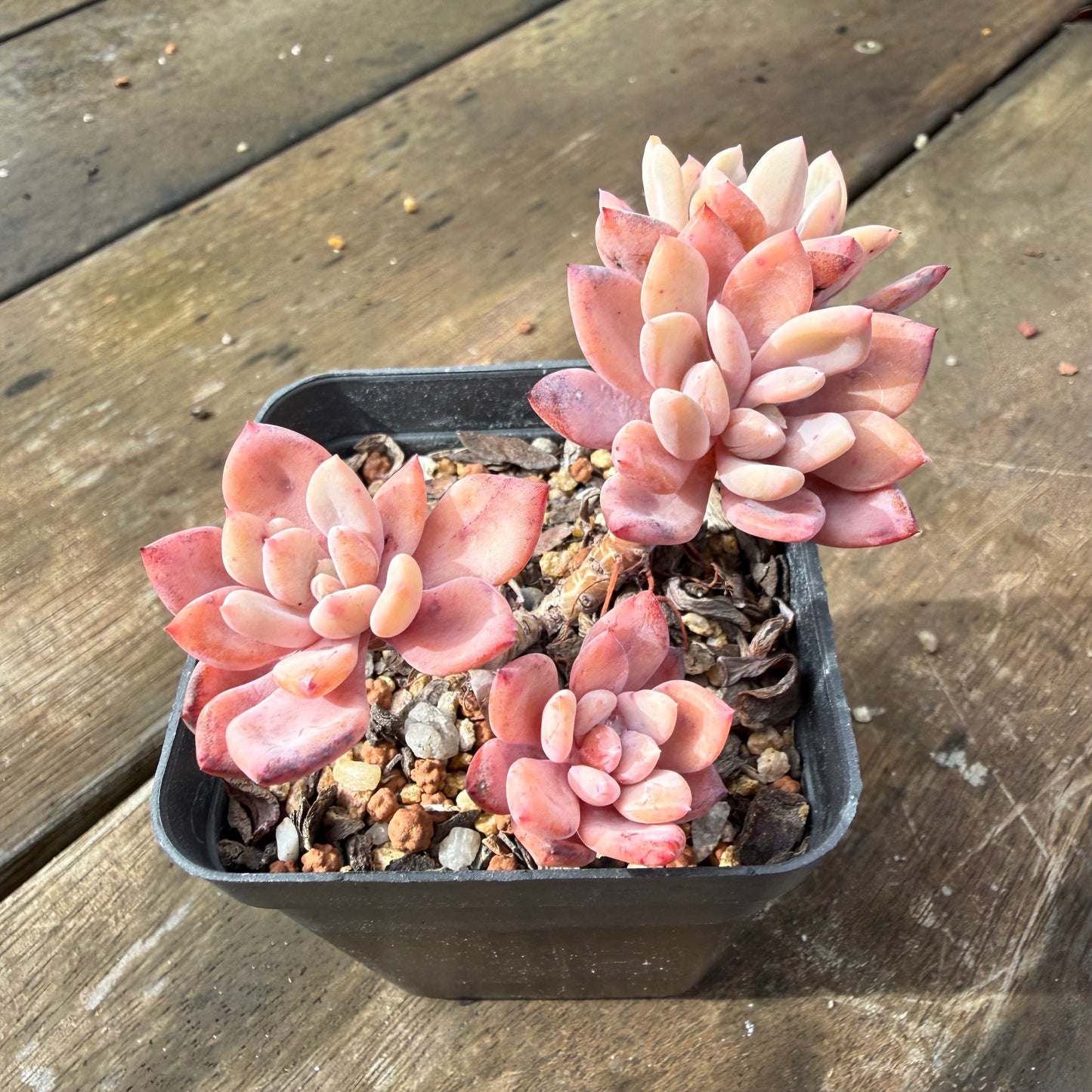 2110 Echeveria 'Sugar Jelly' sp.