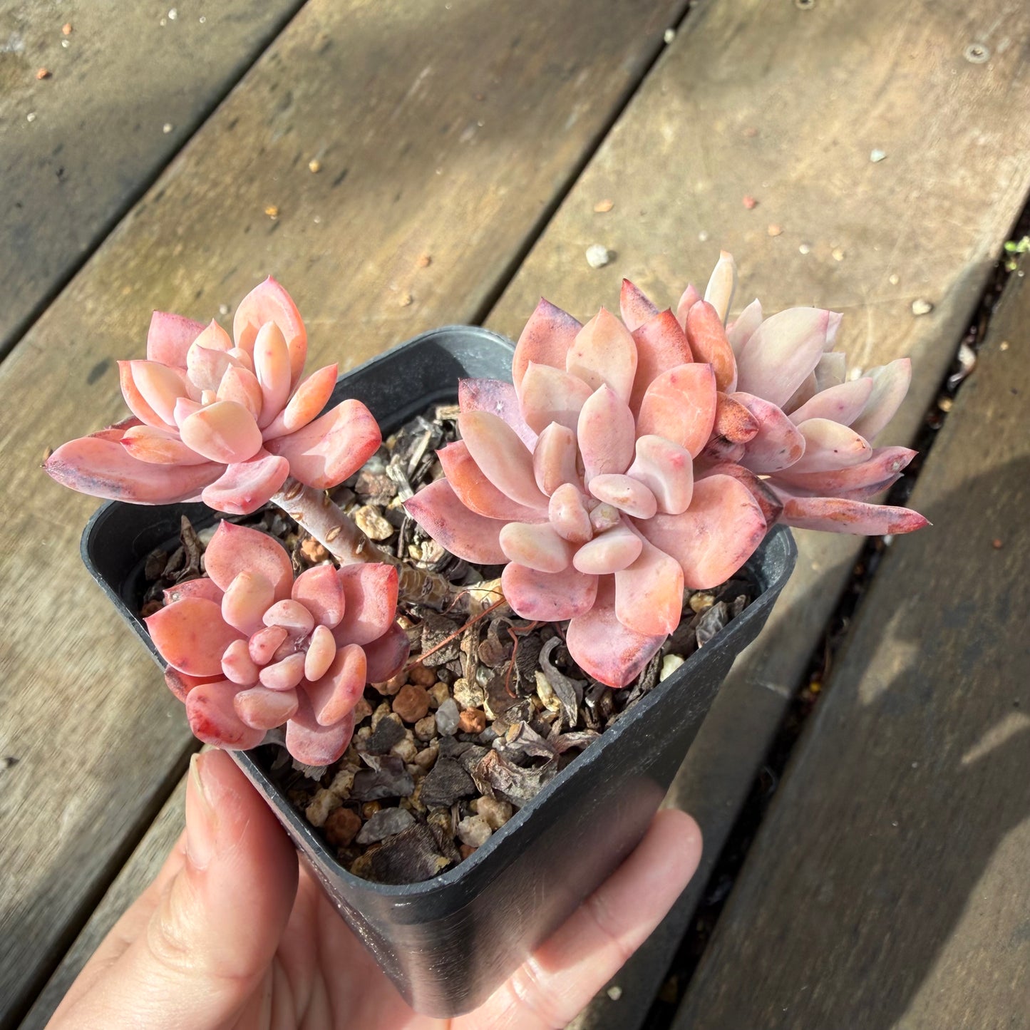 2110 Echeveria 'Sugar Jelly' sp.