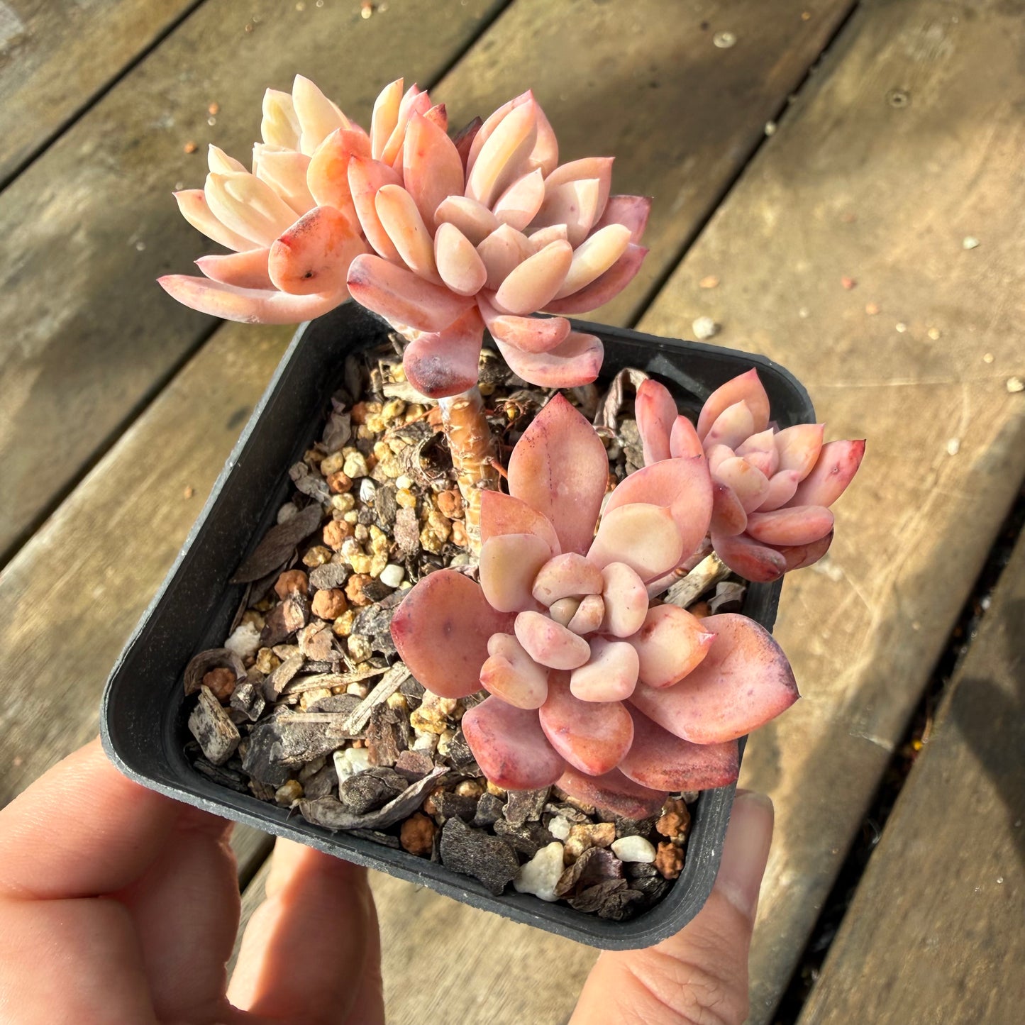 2110 Echeveria 'Sugar Jelly' sp.