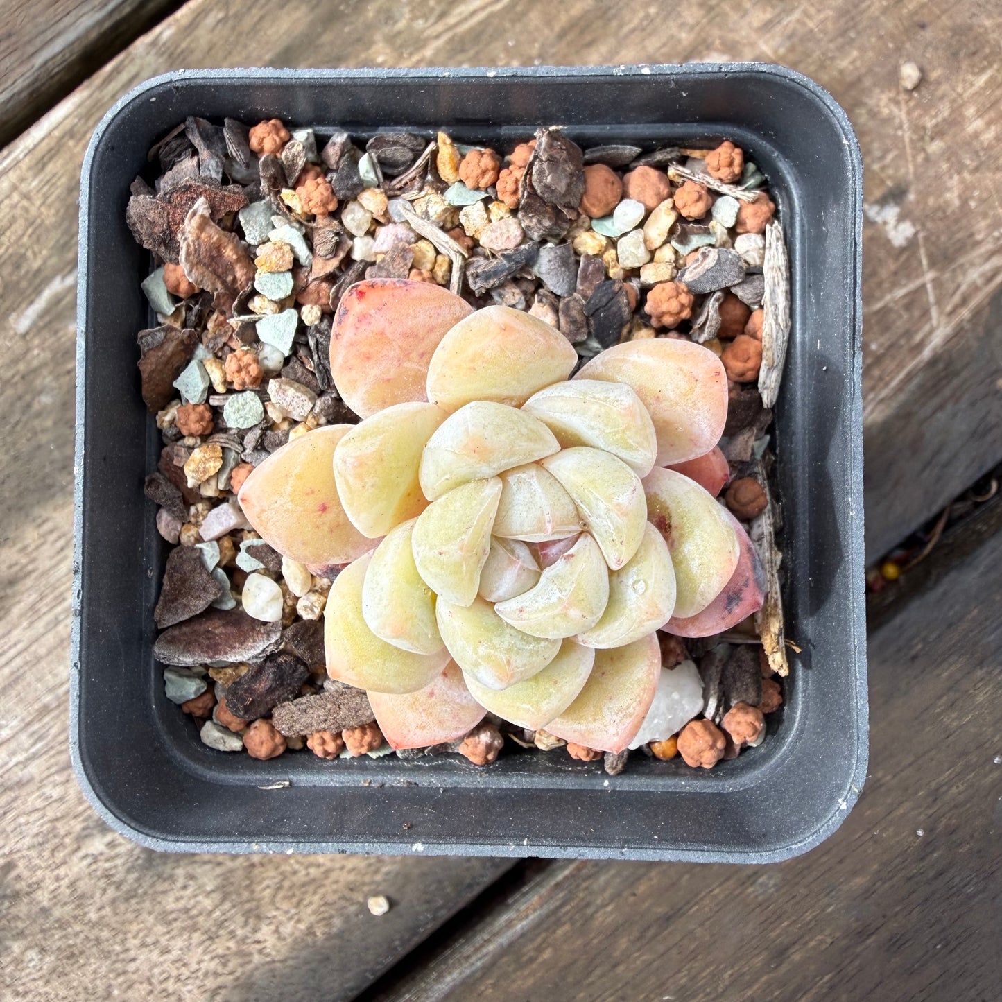 2110 Echeveria 'The Seven Fairies'