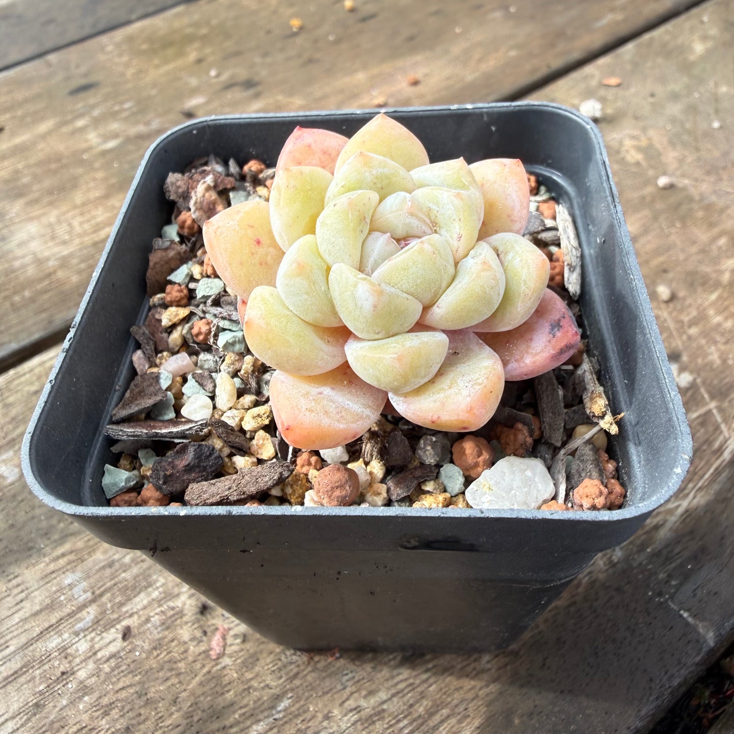 2110 Echeveria 'The Seven Fairies'