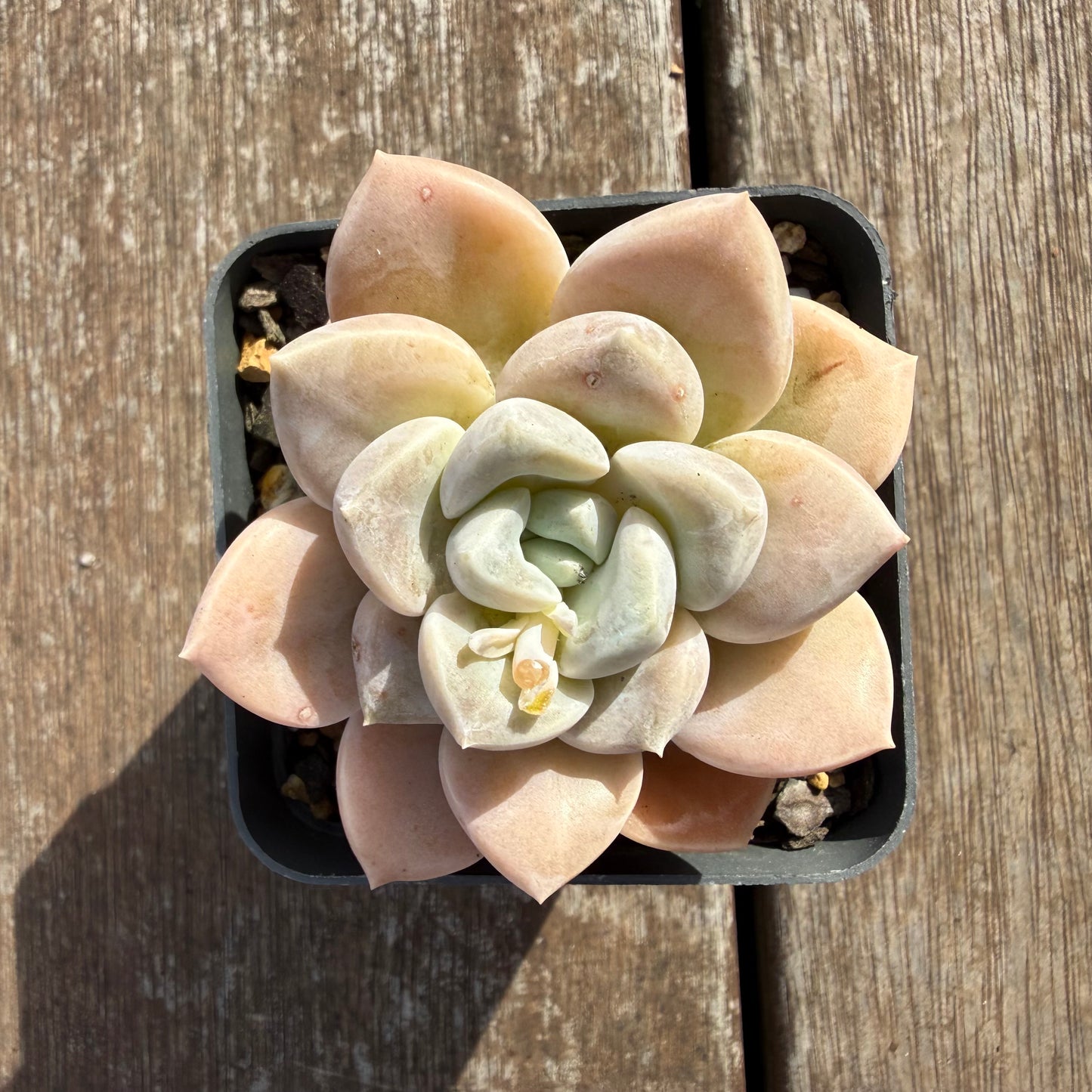 2110 Graptoveria 'Butterball'
