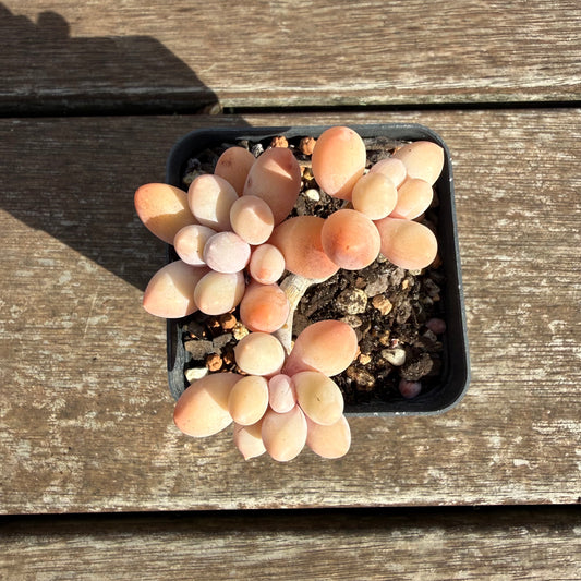2110 Pachyphytum 'Egg Tart' (Multi)