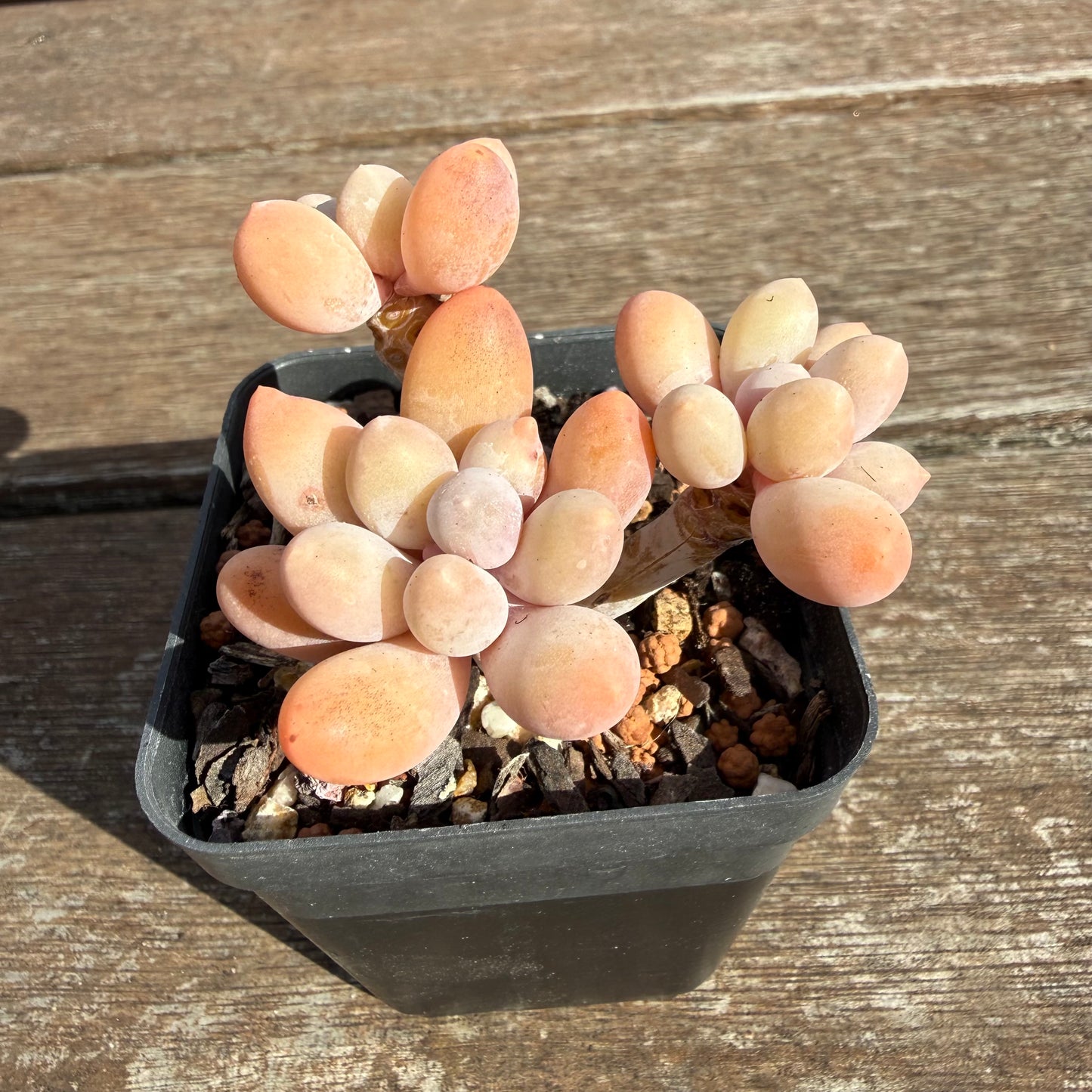 2110 Pachyphytum 'Egg Tart' (Multi)
