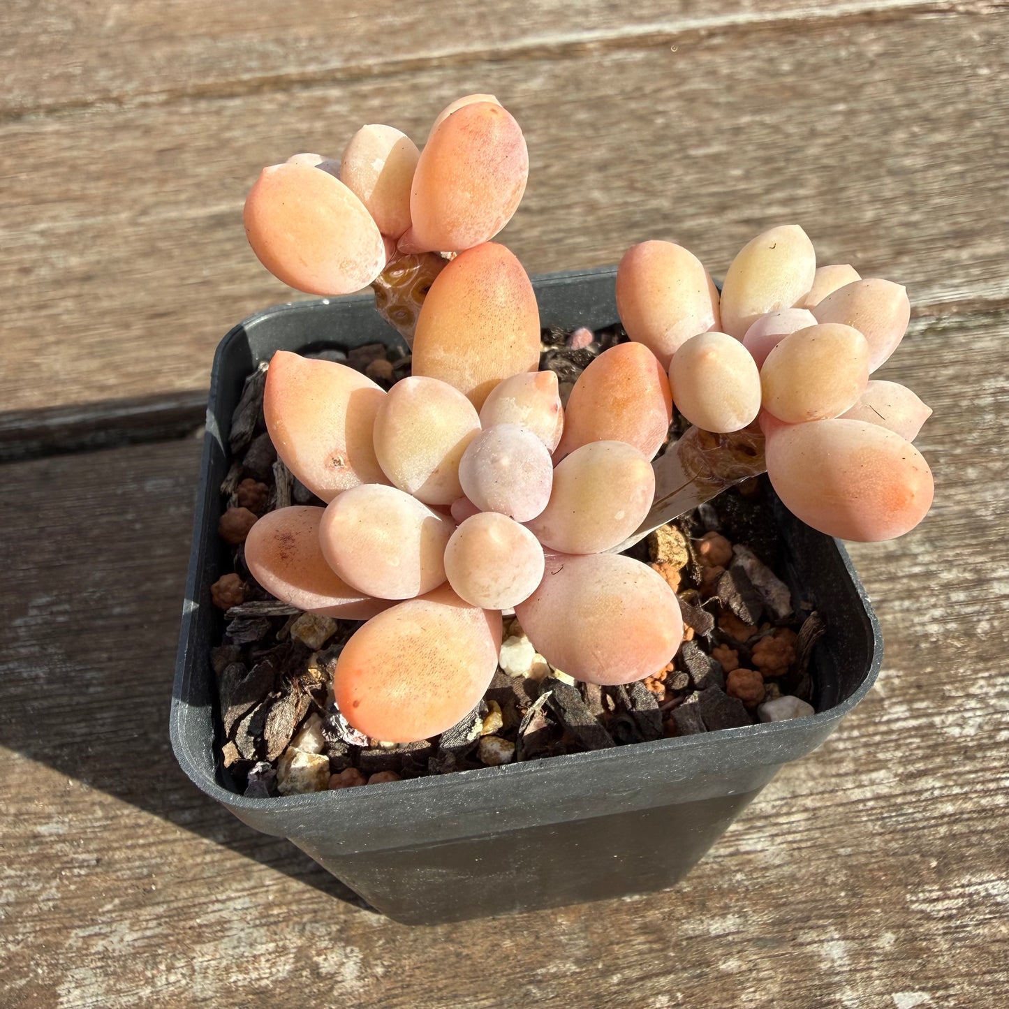 2110 Pachyphytum 'Egg Tart' (Multi)