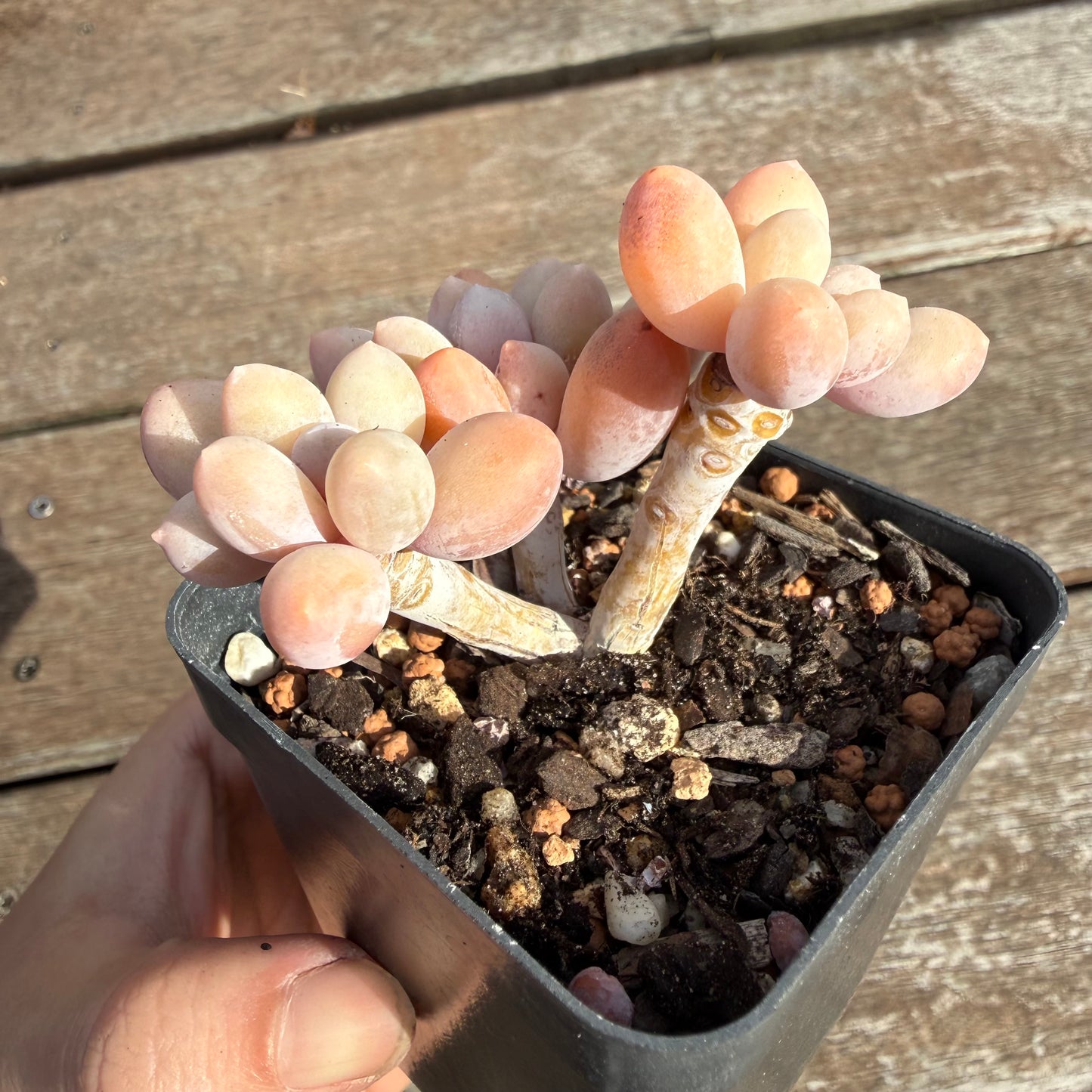 2110 Pachyphytum 'Egg Tart' (Multi)