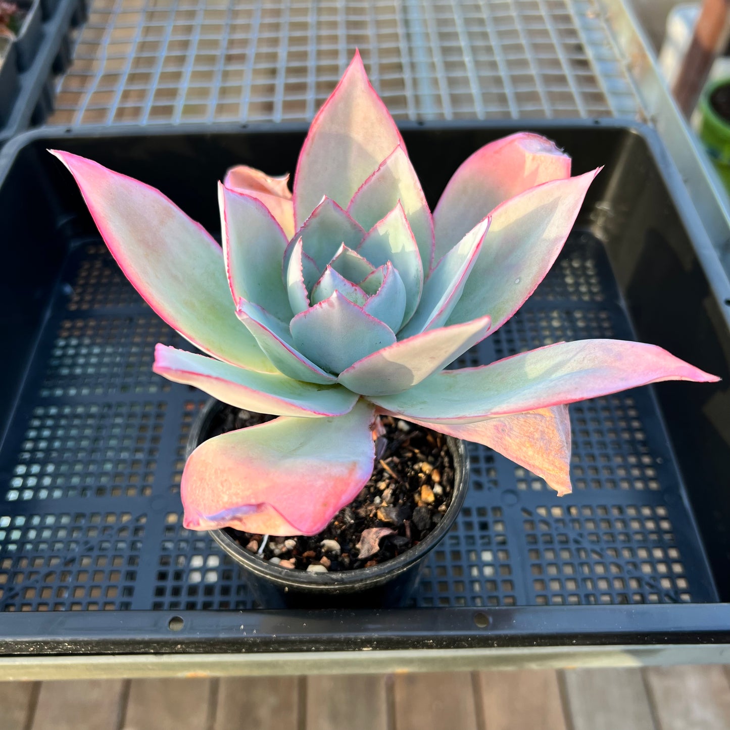 2205 冰与火之歌