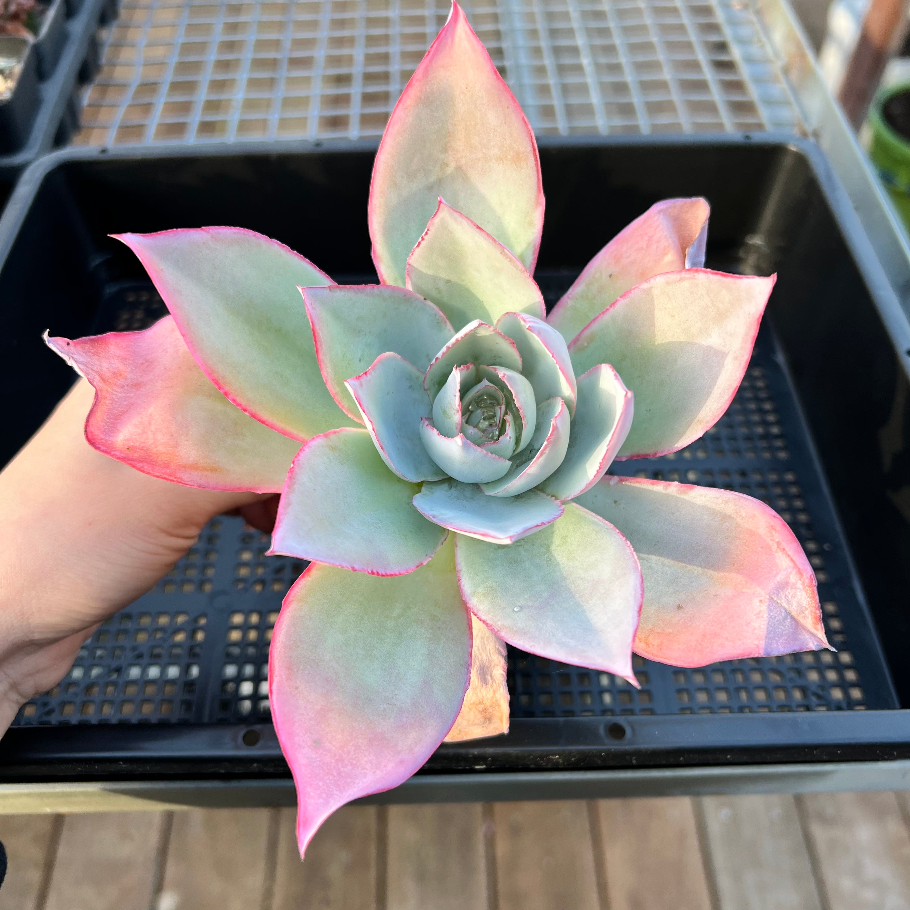 succulent song 2205 Echeveria "A Song of Ice and Fire"