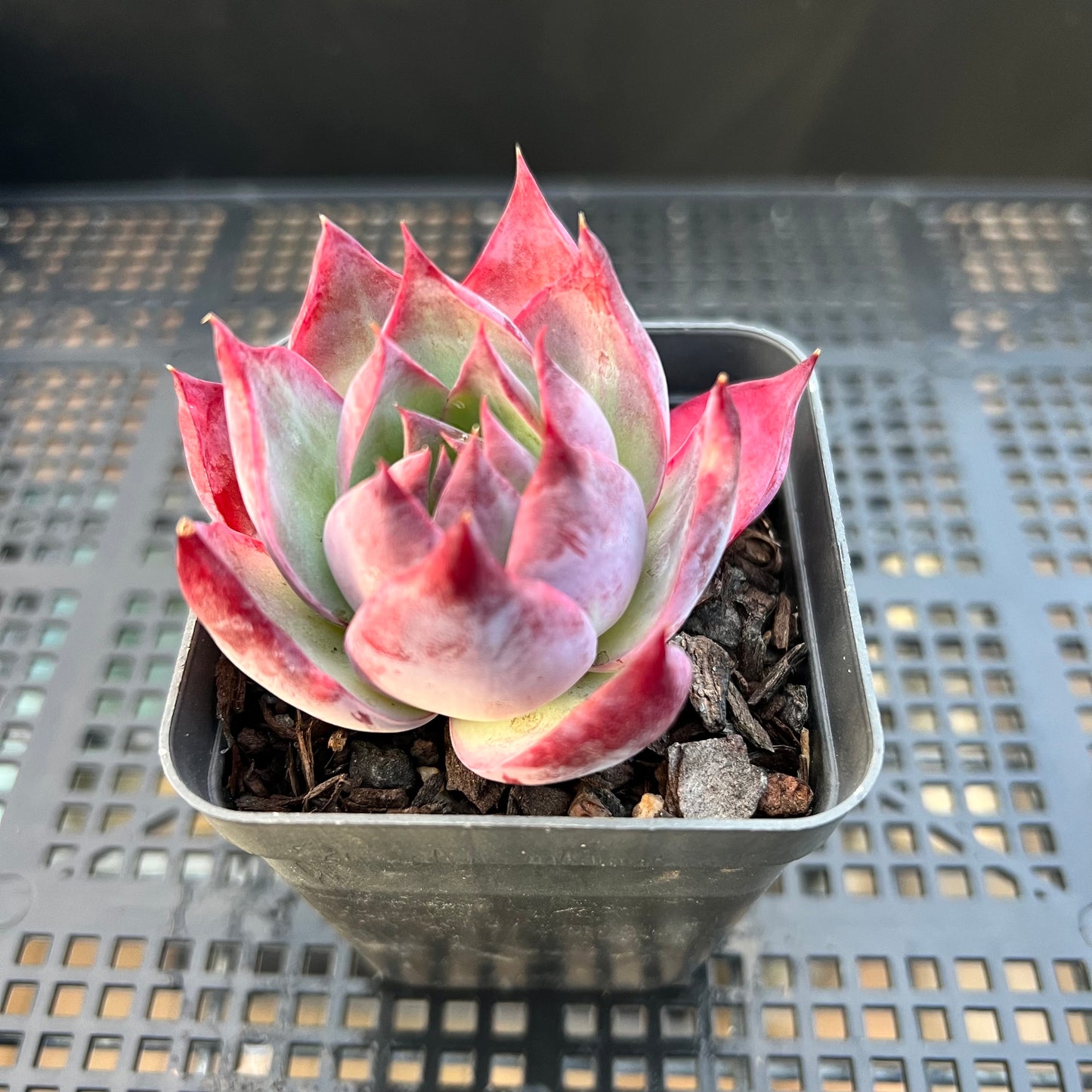 卡西欧石化拉丝锦 / “惊鸿仙子”