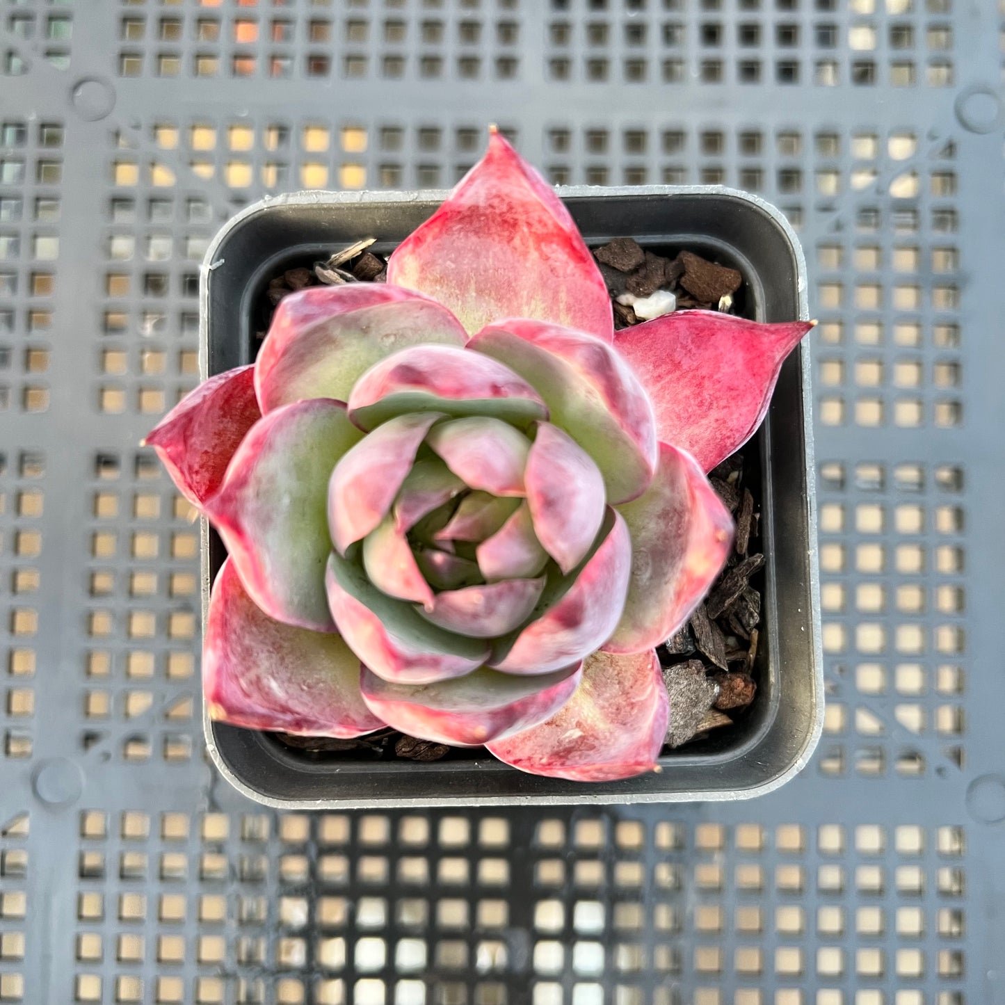 卡西欧石化拉丝锦 / “惊鸿仙子”