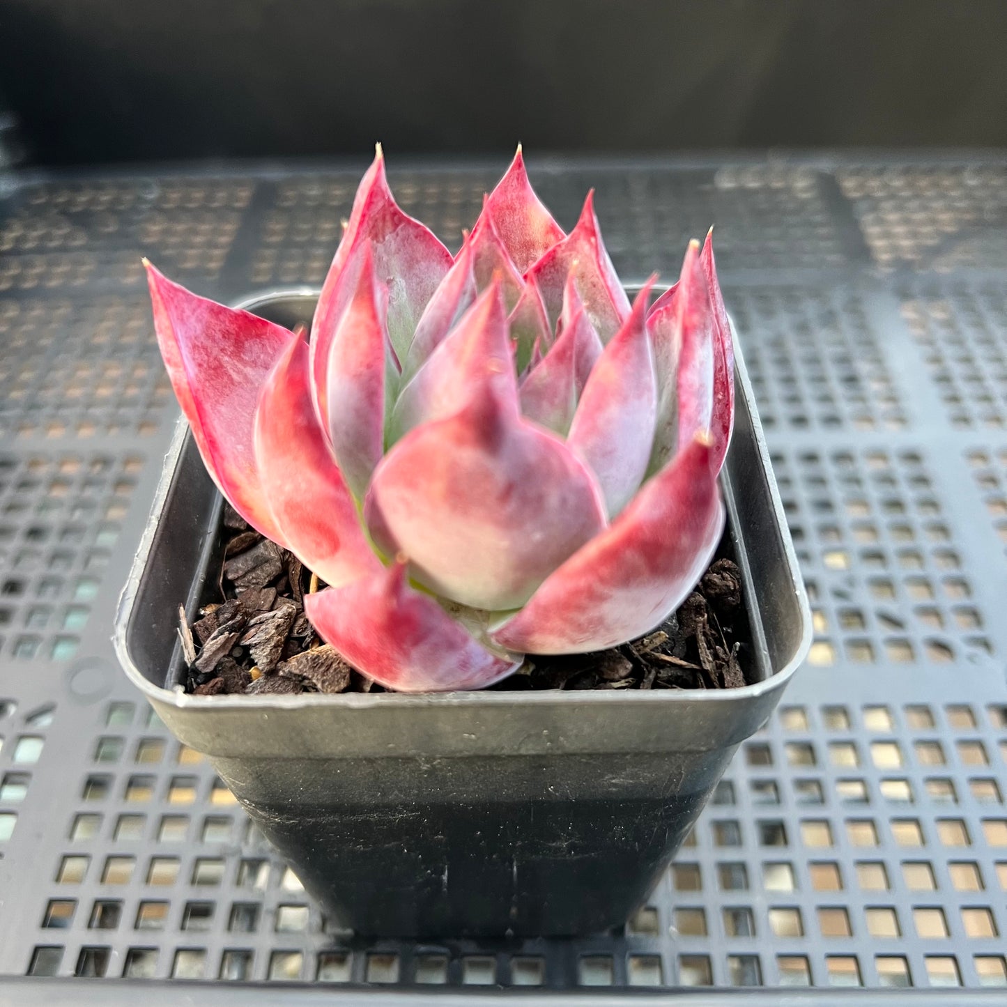 卡西欧石化拉丝锦 / “惊鸿仙子”