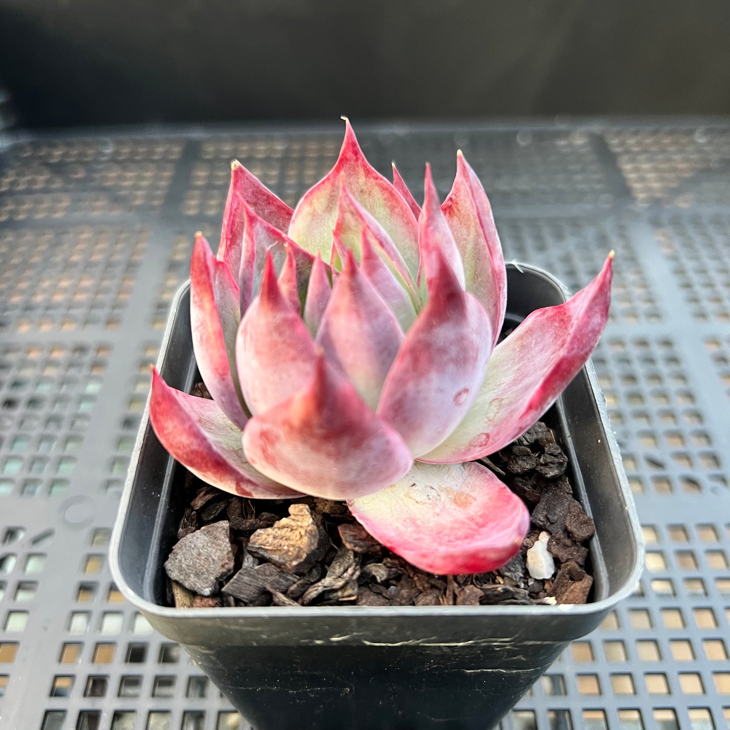 卡西欧石化拉丝锦 / “惊鸿仙子”