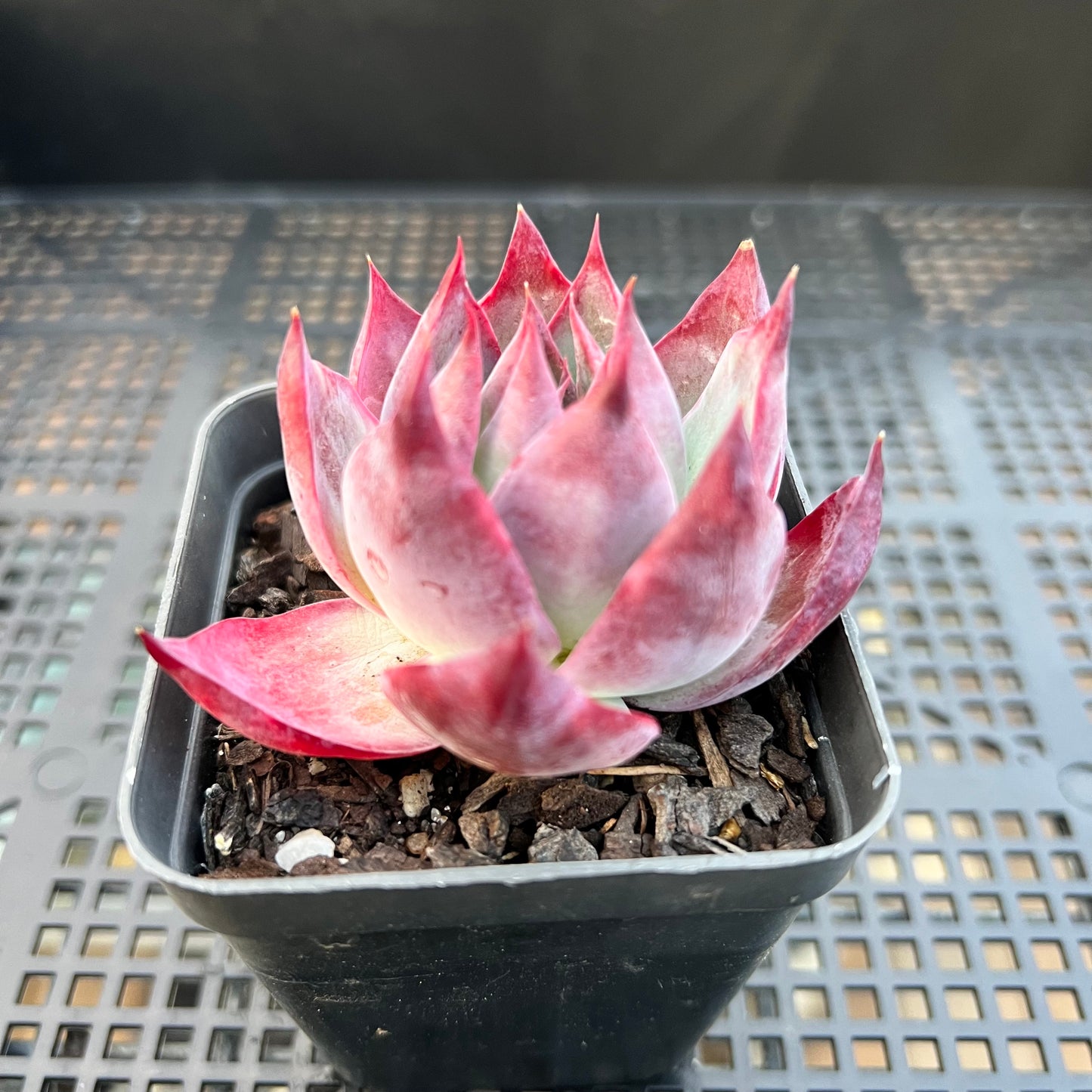 卡西欧石化拉丝锦 / “惊鸿仙子”