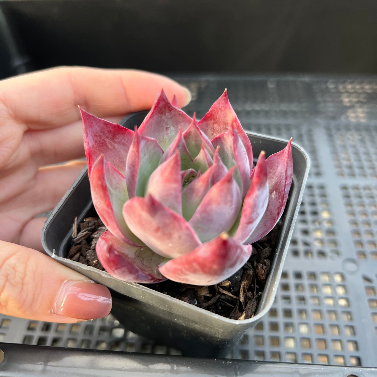 卡西欧石化拉丝锦 / “惊鸿仙子”