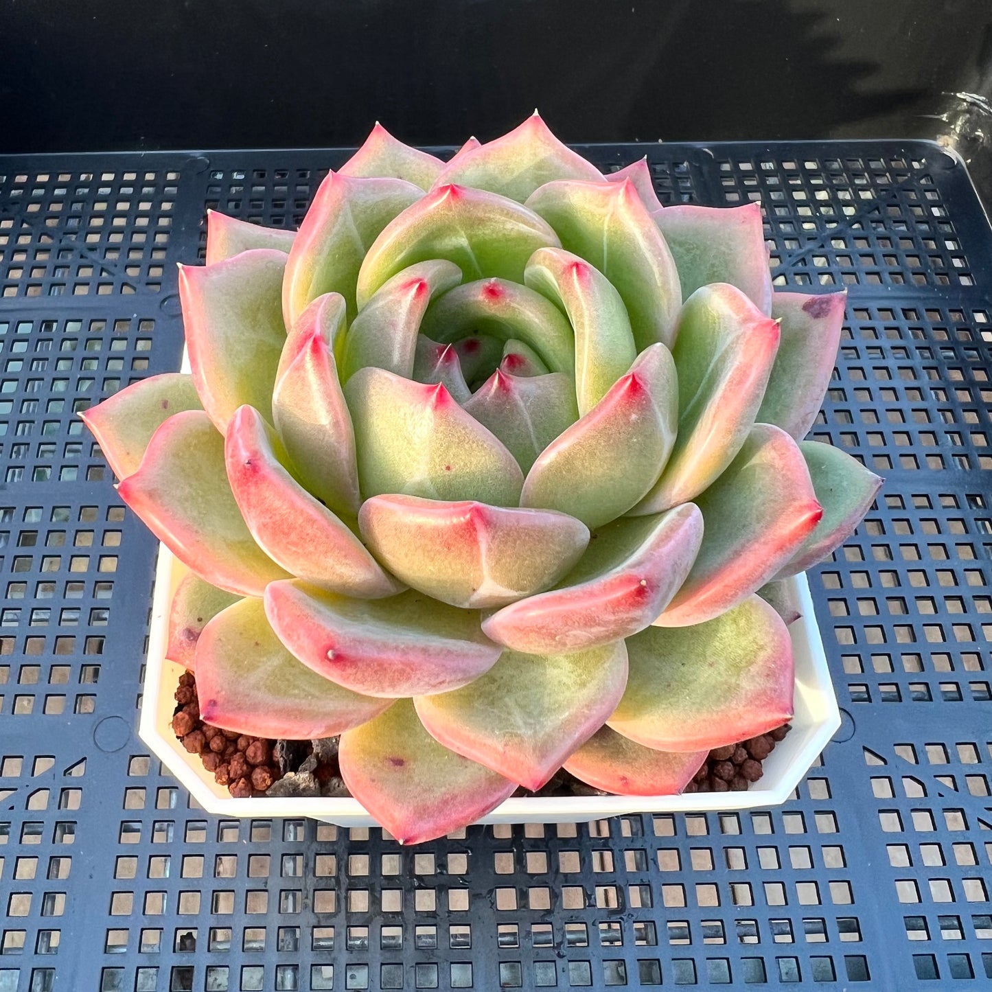2205 Echeveria Charlotte / Shallot Champagne