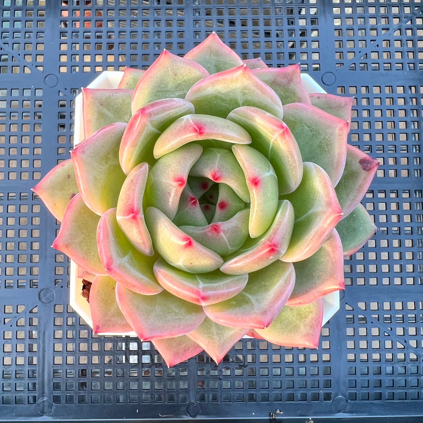 2205 Echeveria Charlotte / Shallot Champagne