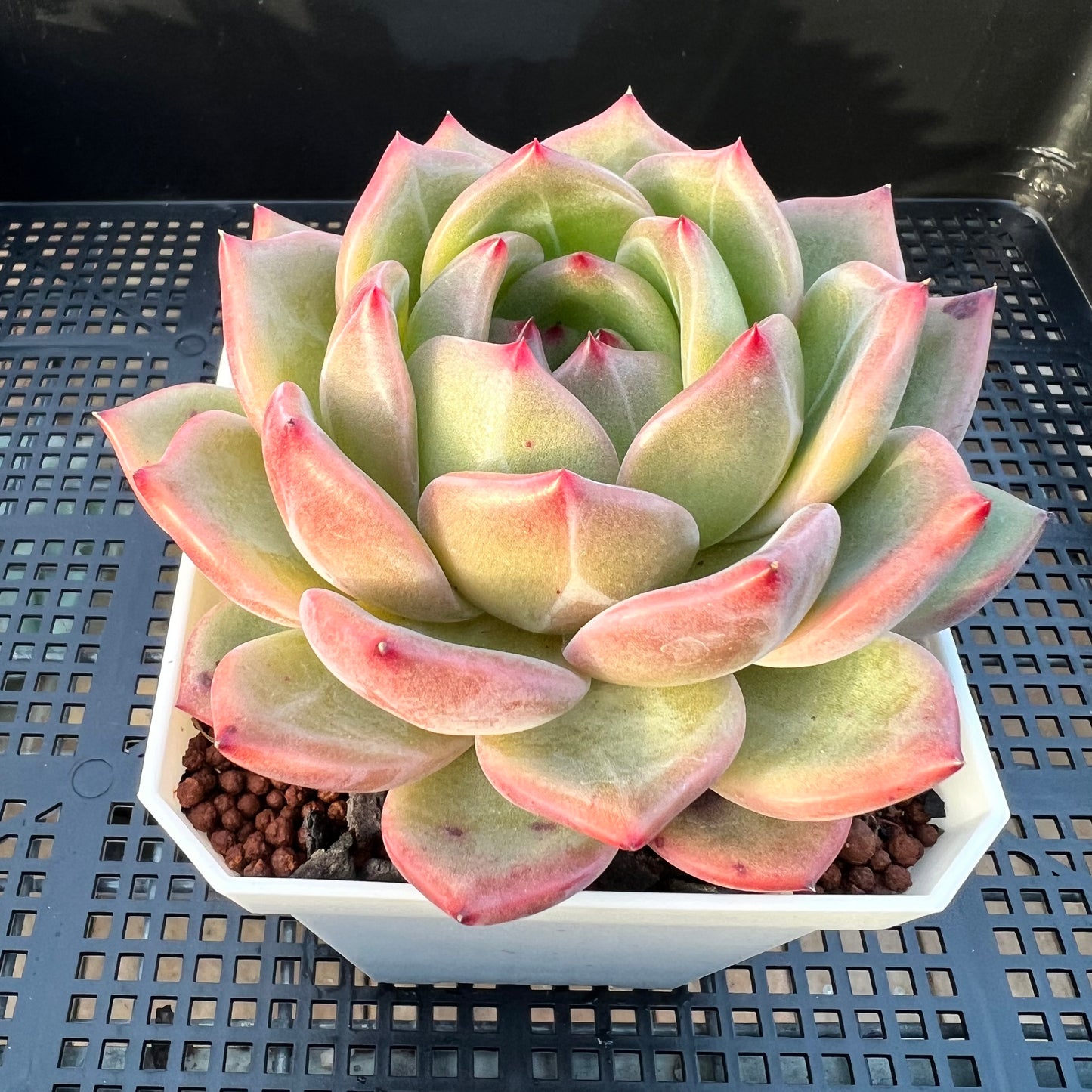 2205 Echeveria Charlotte / Shallot Champagne
