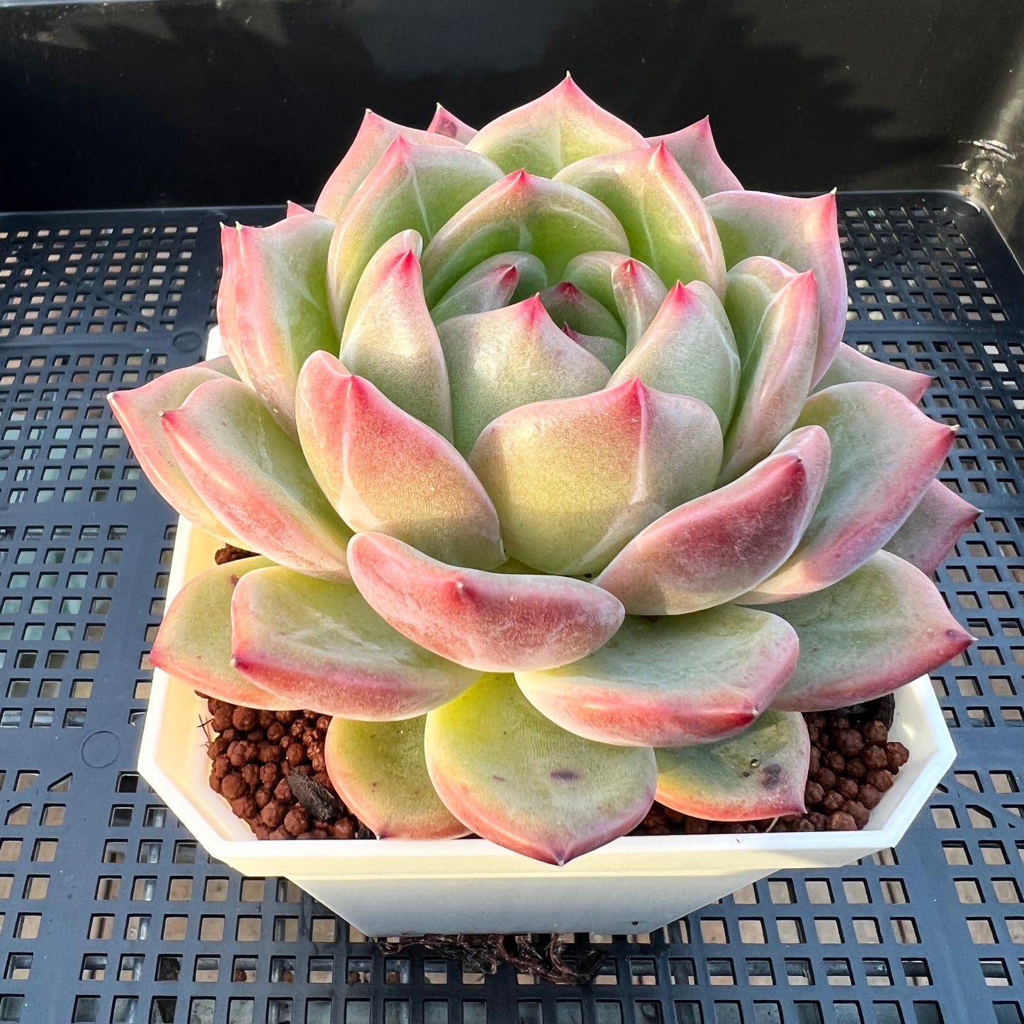 2205 Echeveria Charlotte / Shallot Champagne