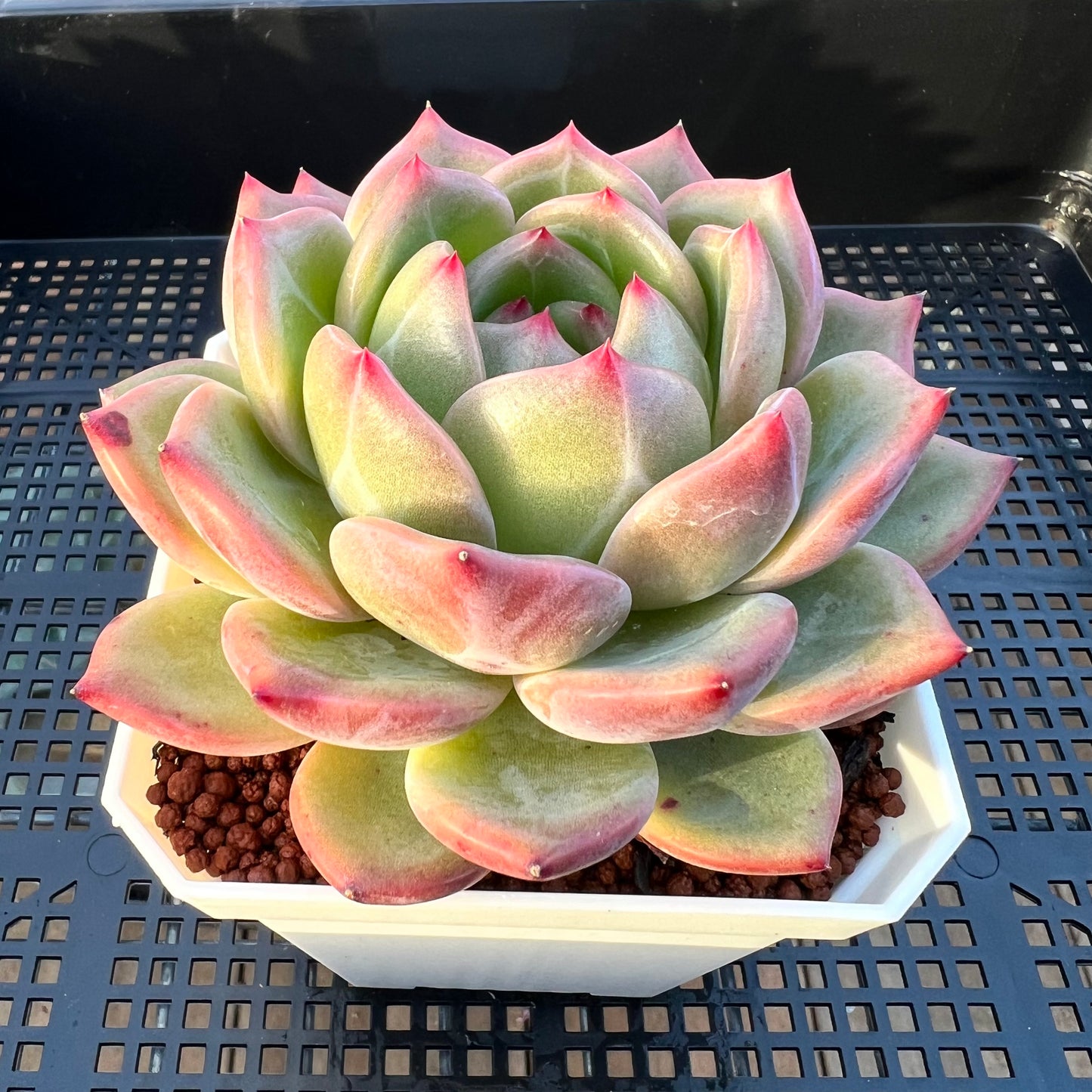 2205 Echeveria Charlotte / Shallot Champagne