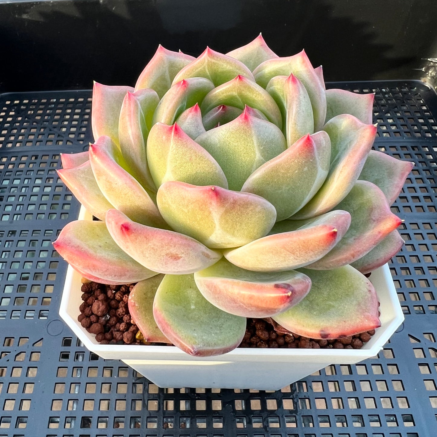 2205 Echeveria Charlotte / Shallot Champagne