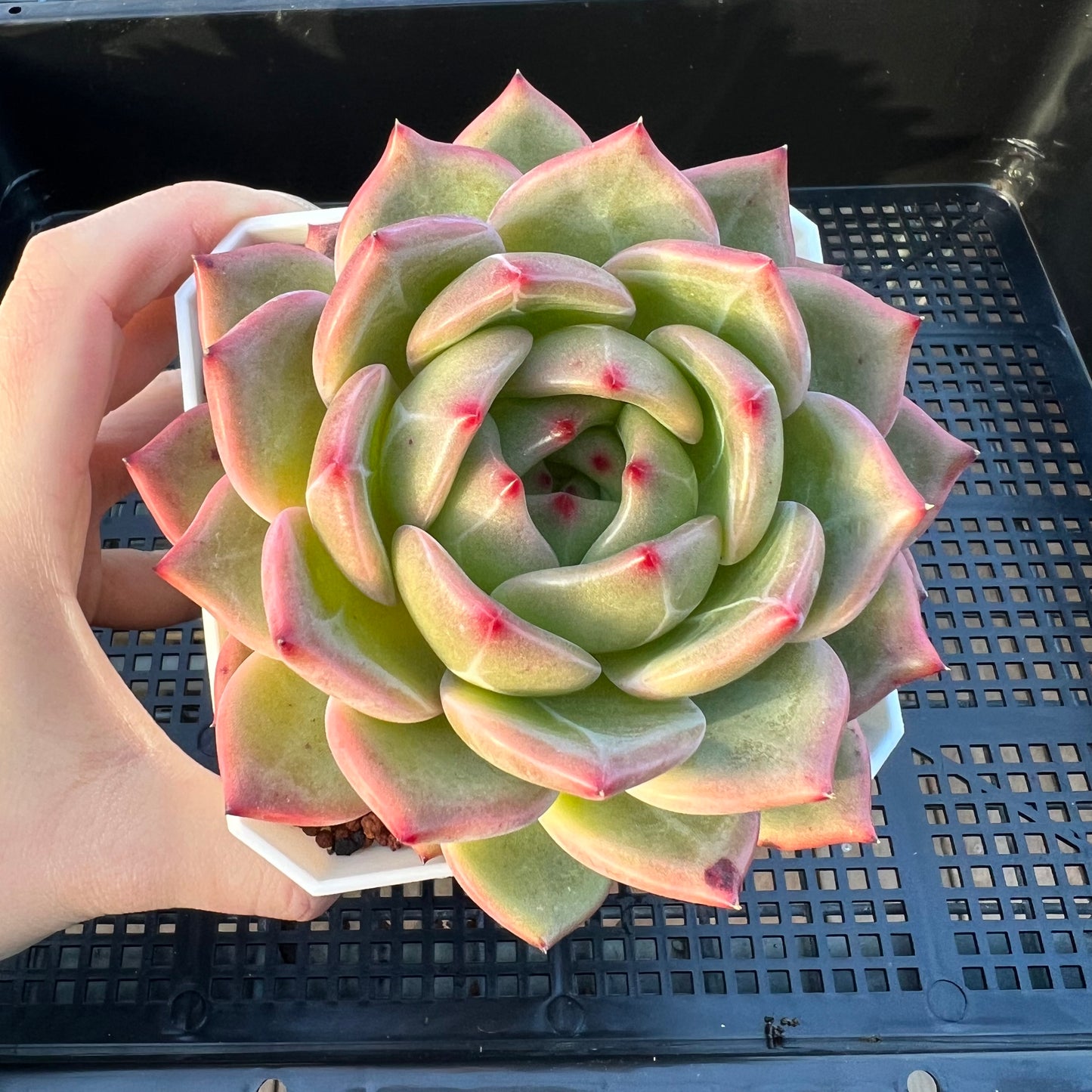 2205 Echeveria Charlotte / Shallot Champagne