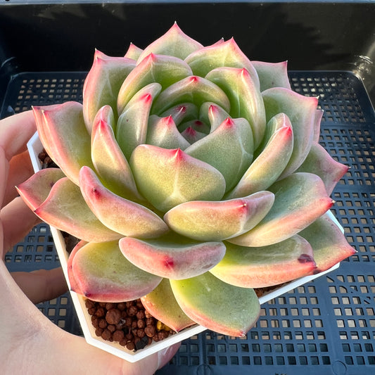 2205 Echeveria Charlotte / Shallot Champagne