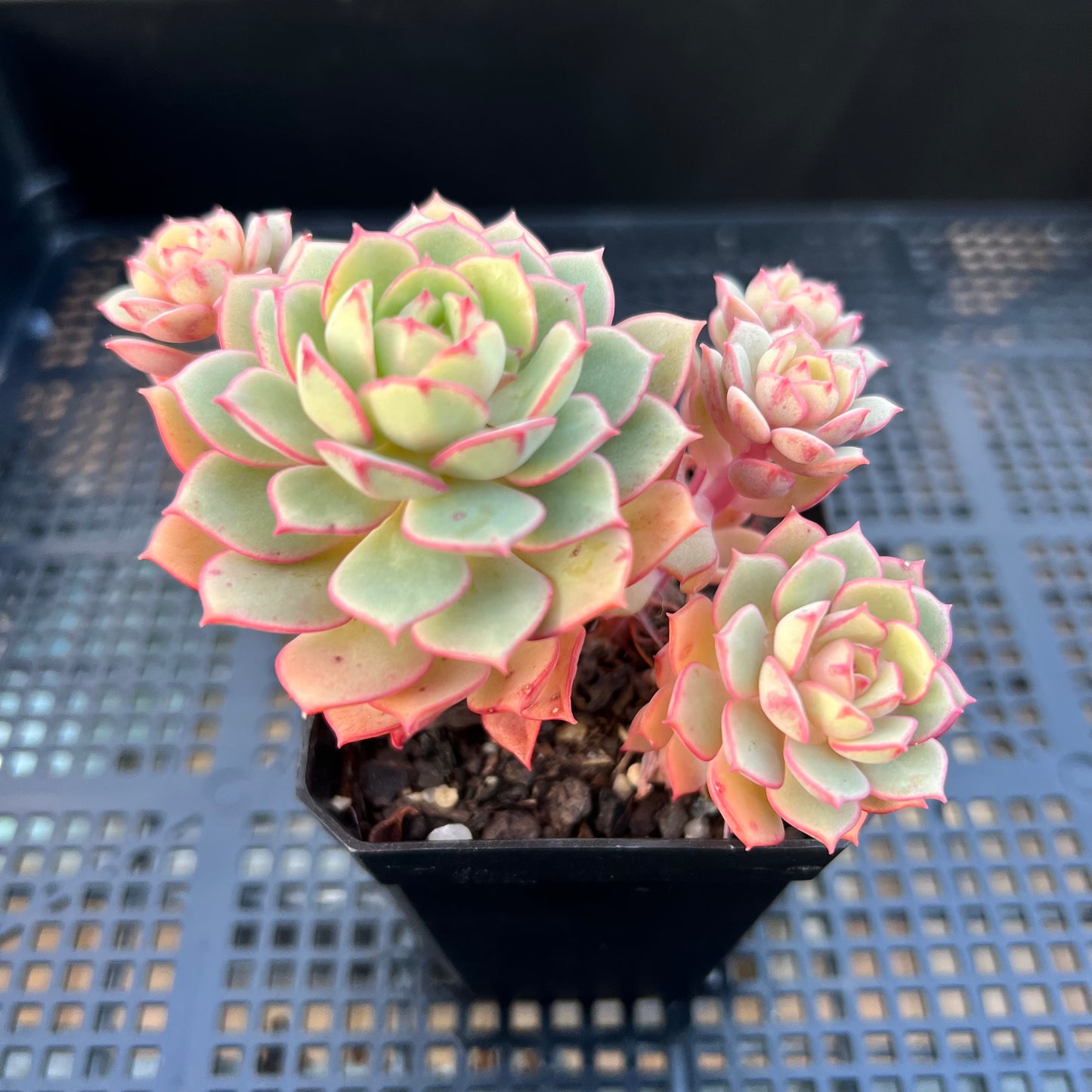 2205 Echeveria Deren Oliver