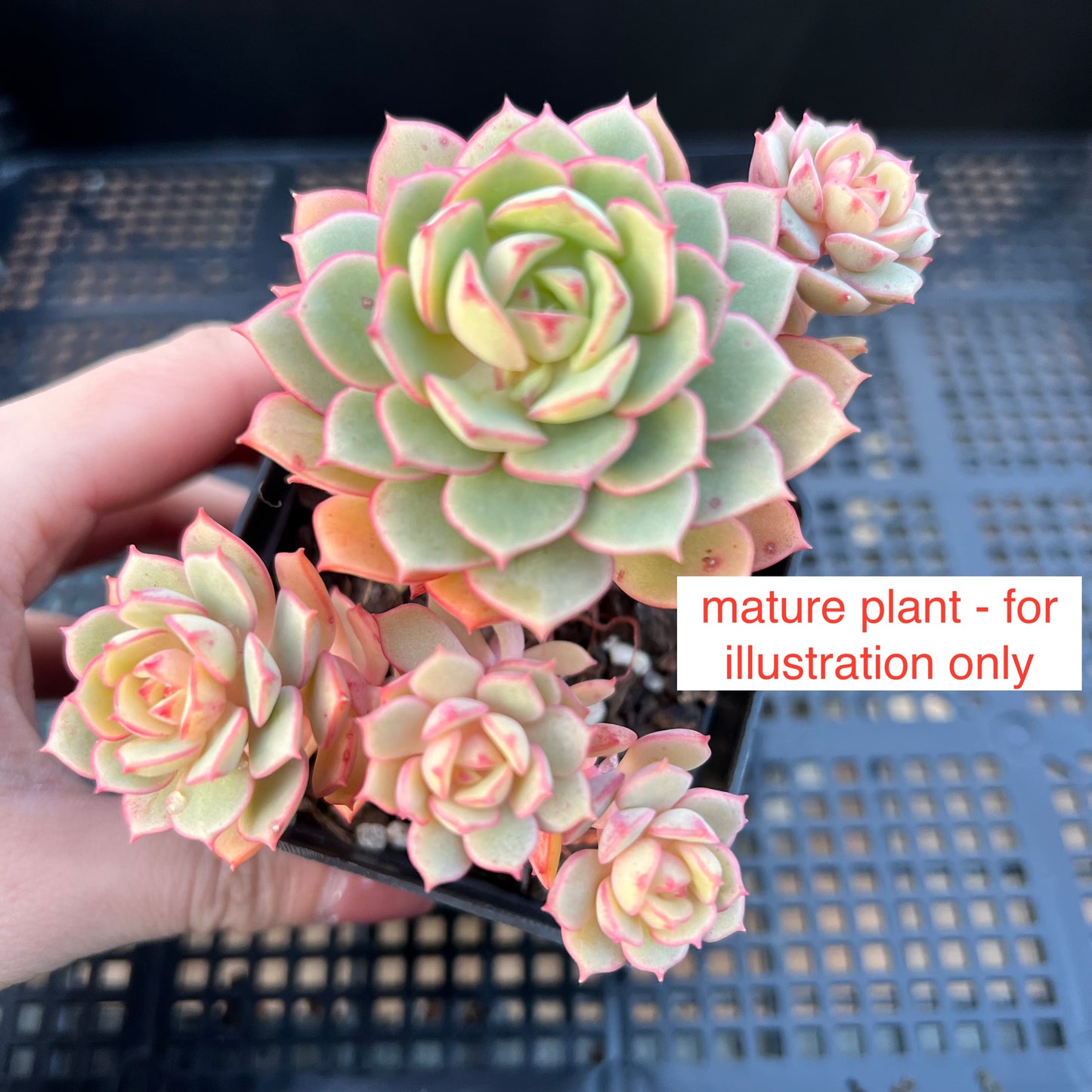 1702 Echeveria Deren Oliver