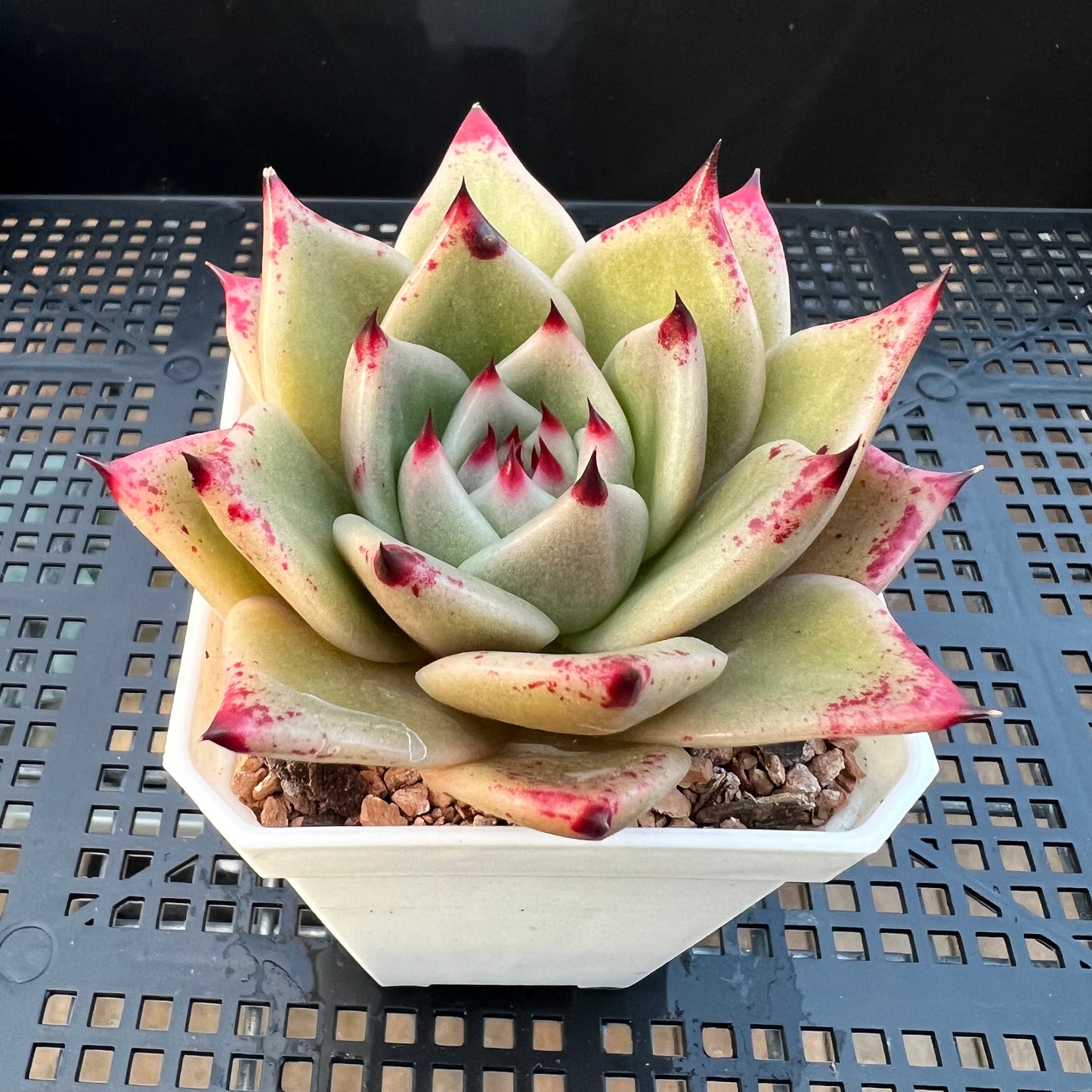 2205 Echeveria Ebony Hybrid