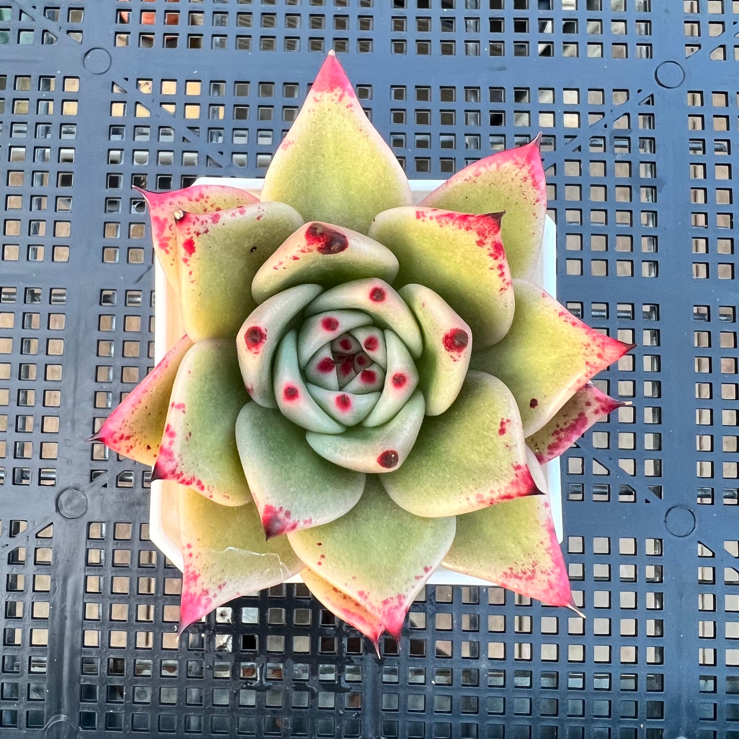 2205 Echeveria Ebony Hybrid