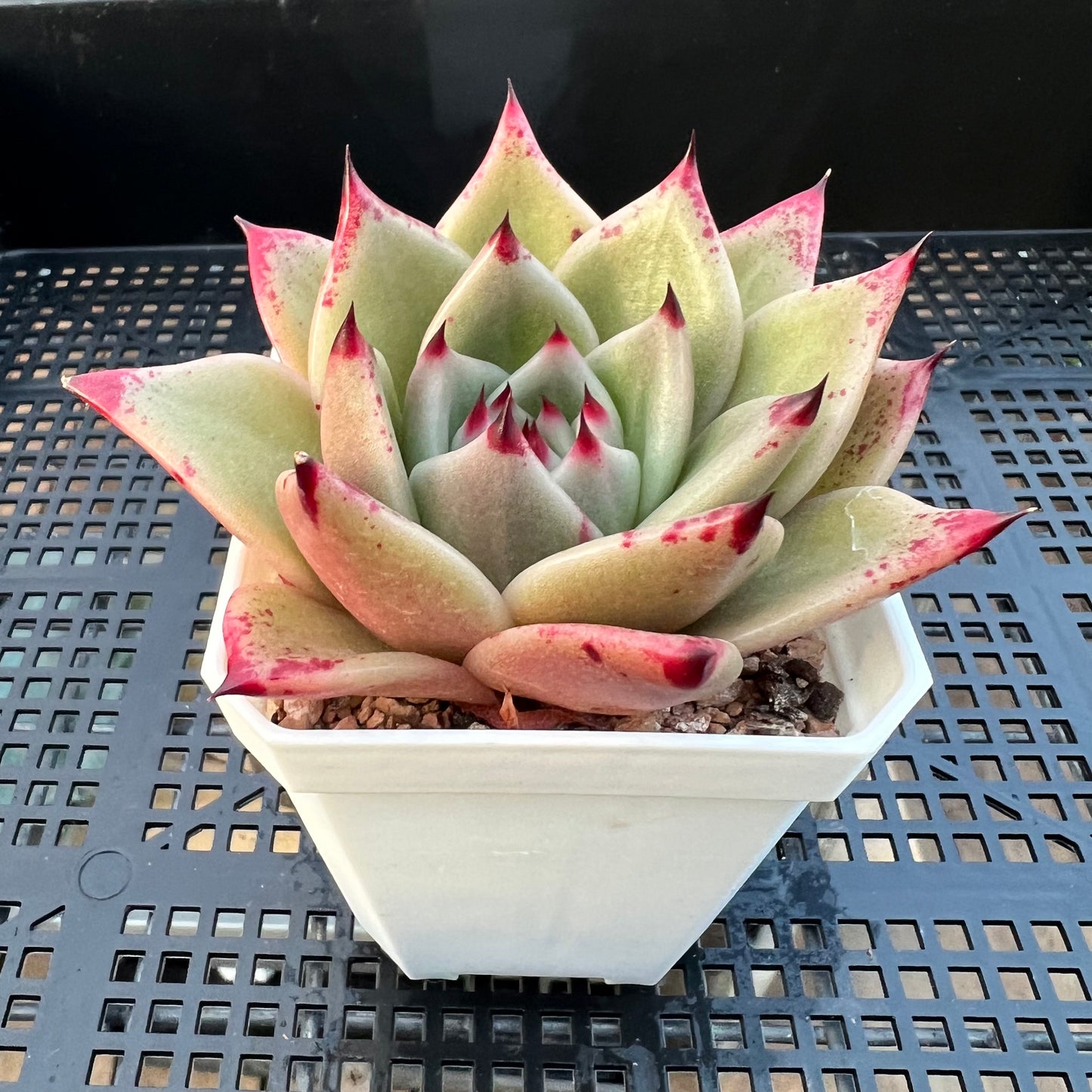 2205 Echeveria Ebony Hybrid