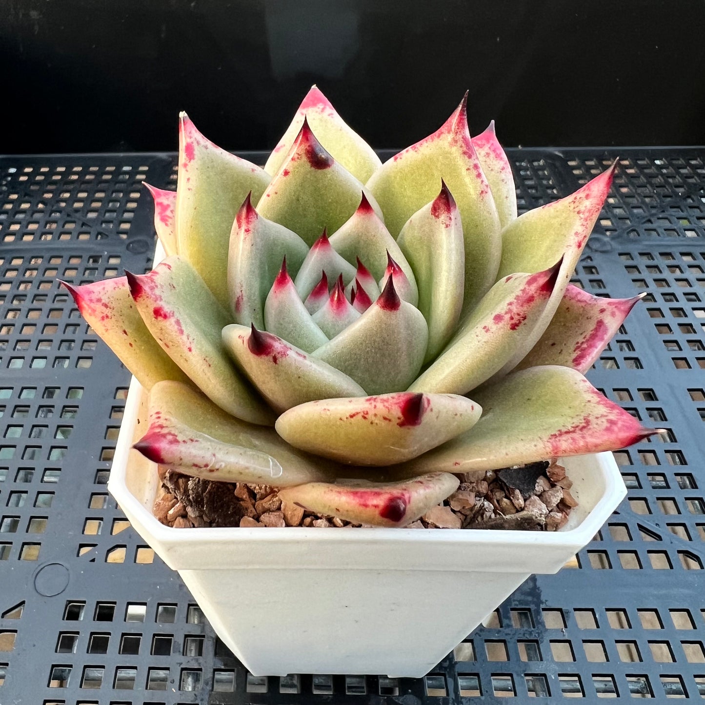 2205 Echeveria Ebony Hybrid