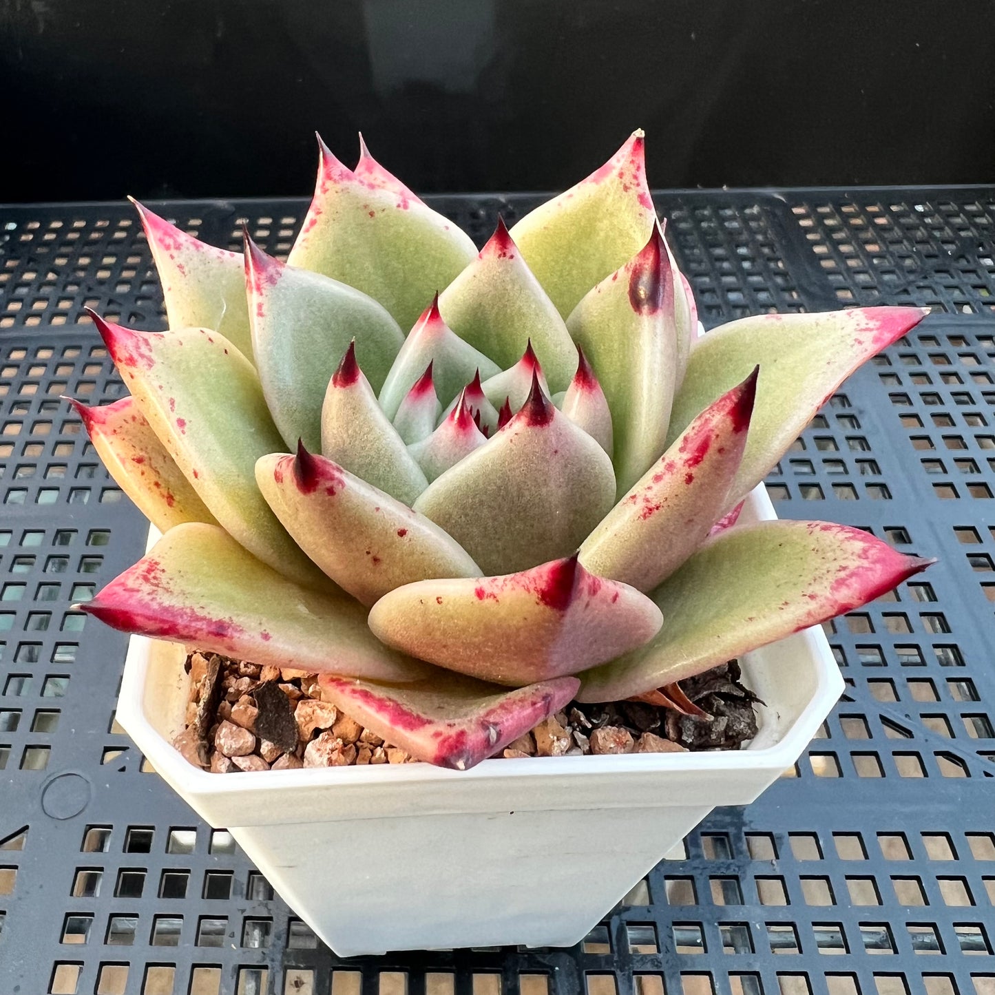 2205 Echeveria Ebony Hybrid