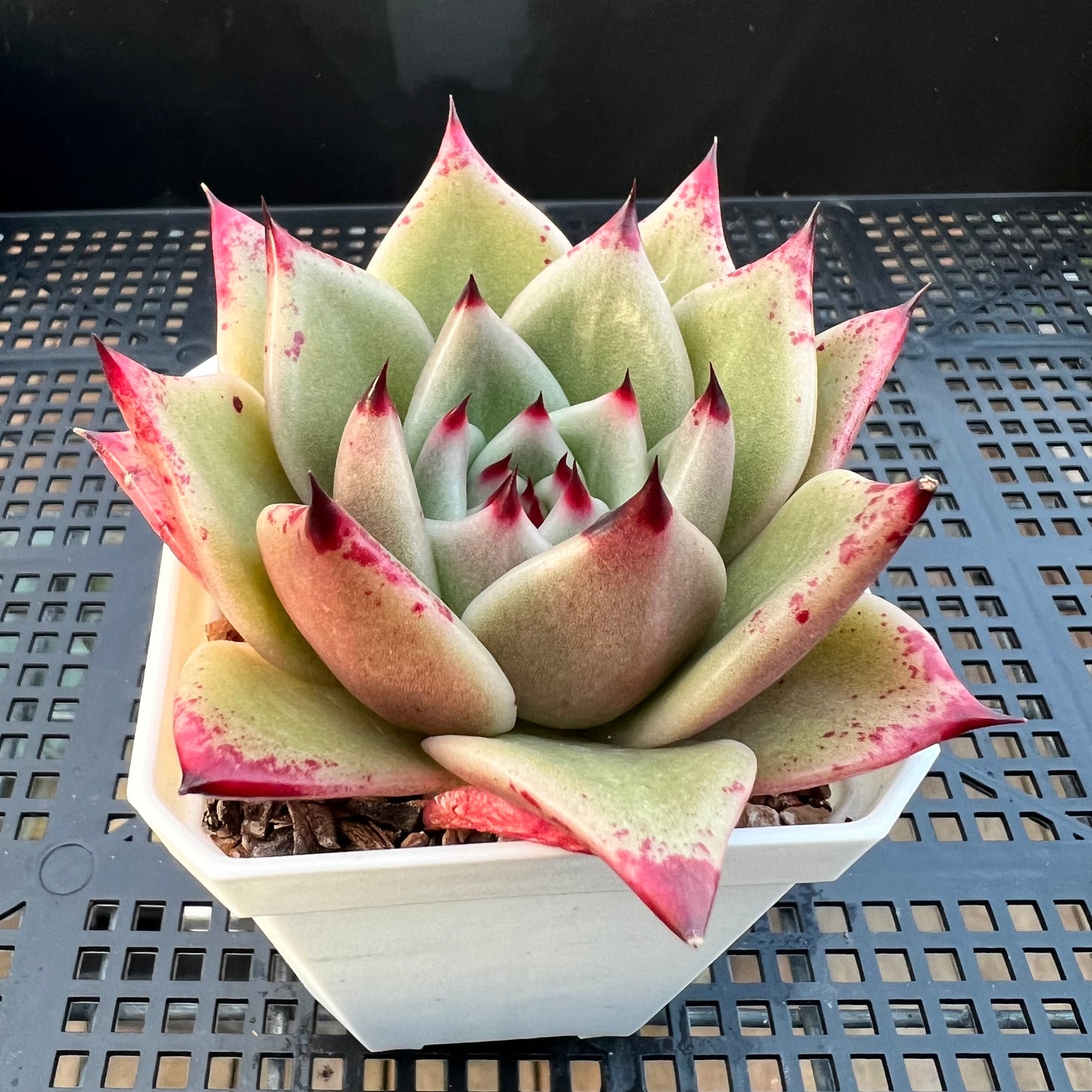 2205 Echeveria Ebony Hybrid