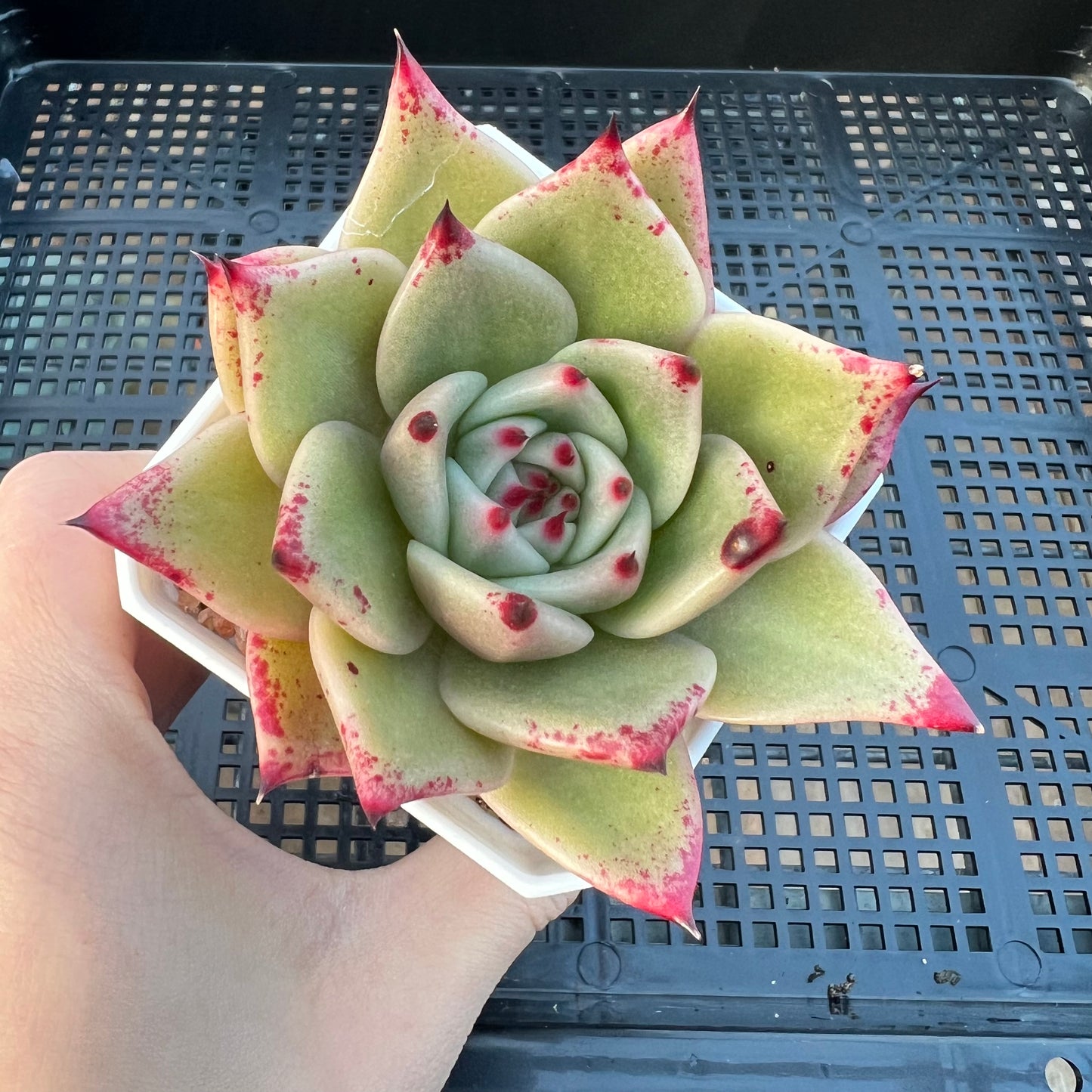 2205 Echeveria Ebony Hybrid