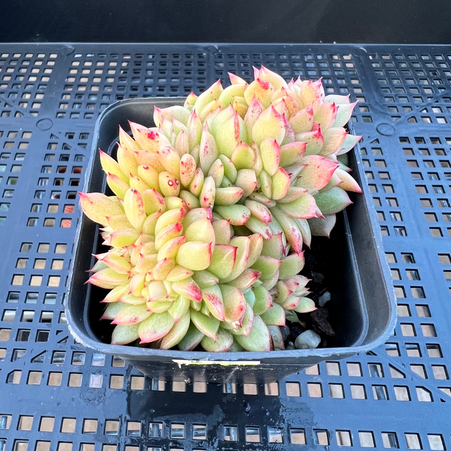 2205 Echeveria Gilva Crest