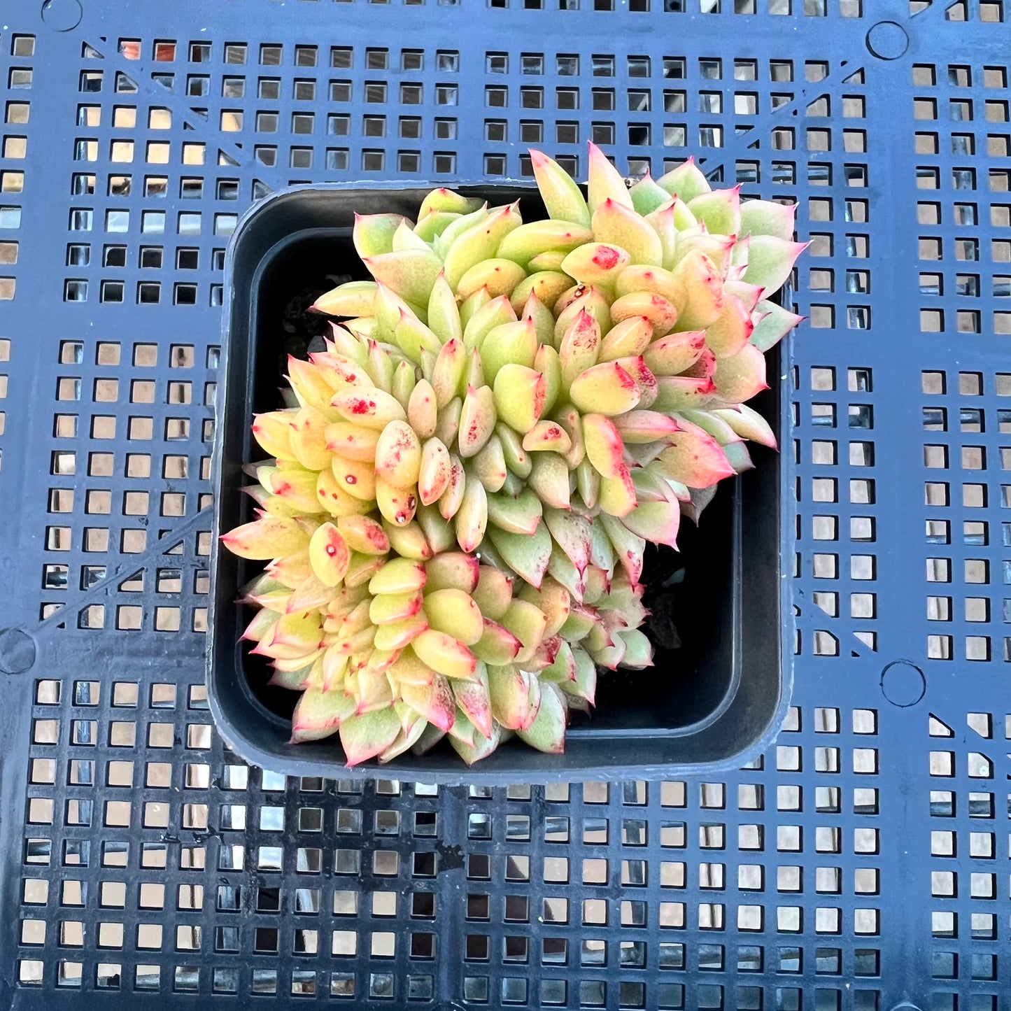 2205 Echeveria Gilva Crest