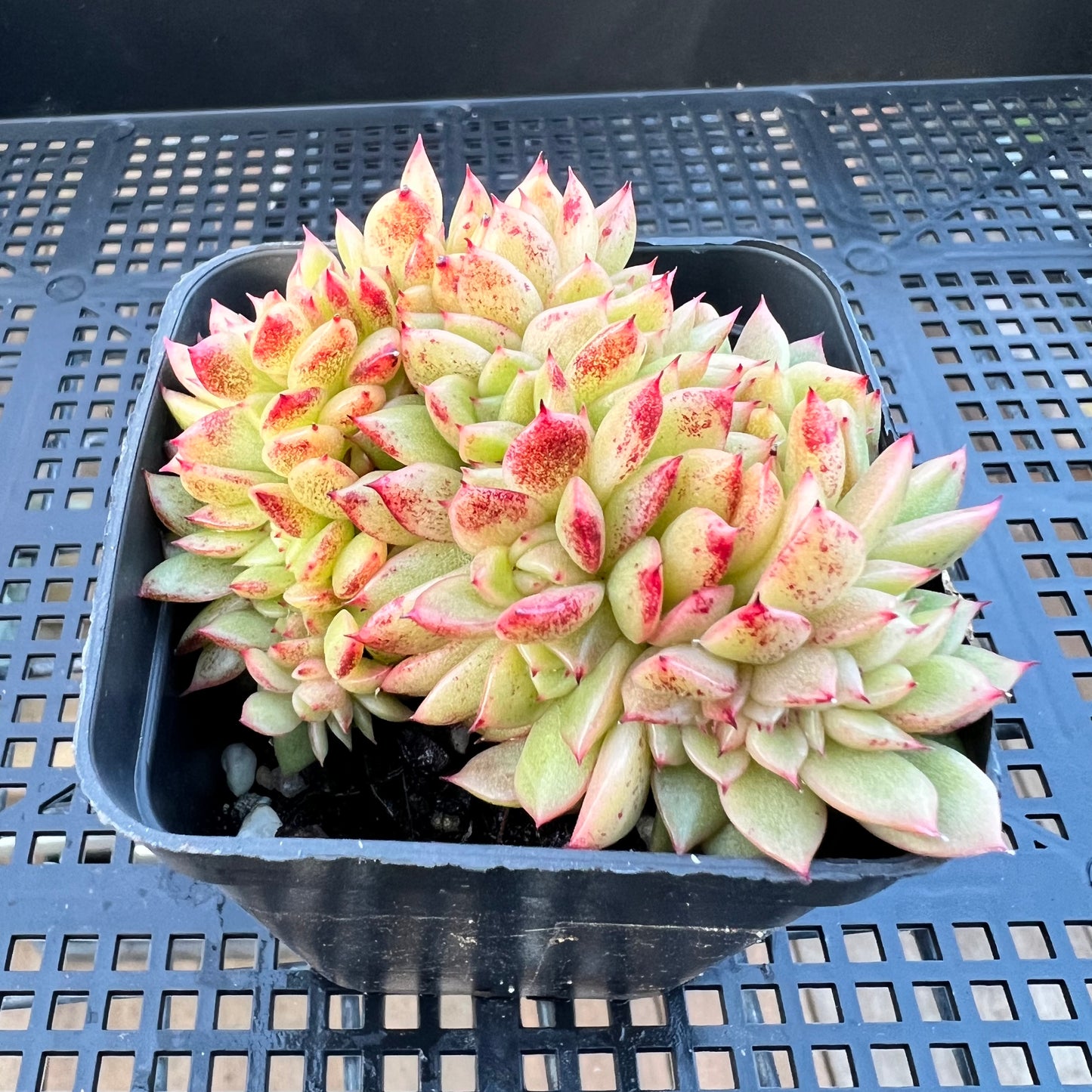 2205 Echeveria Gilva Crest