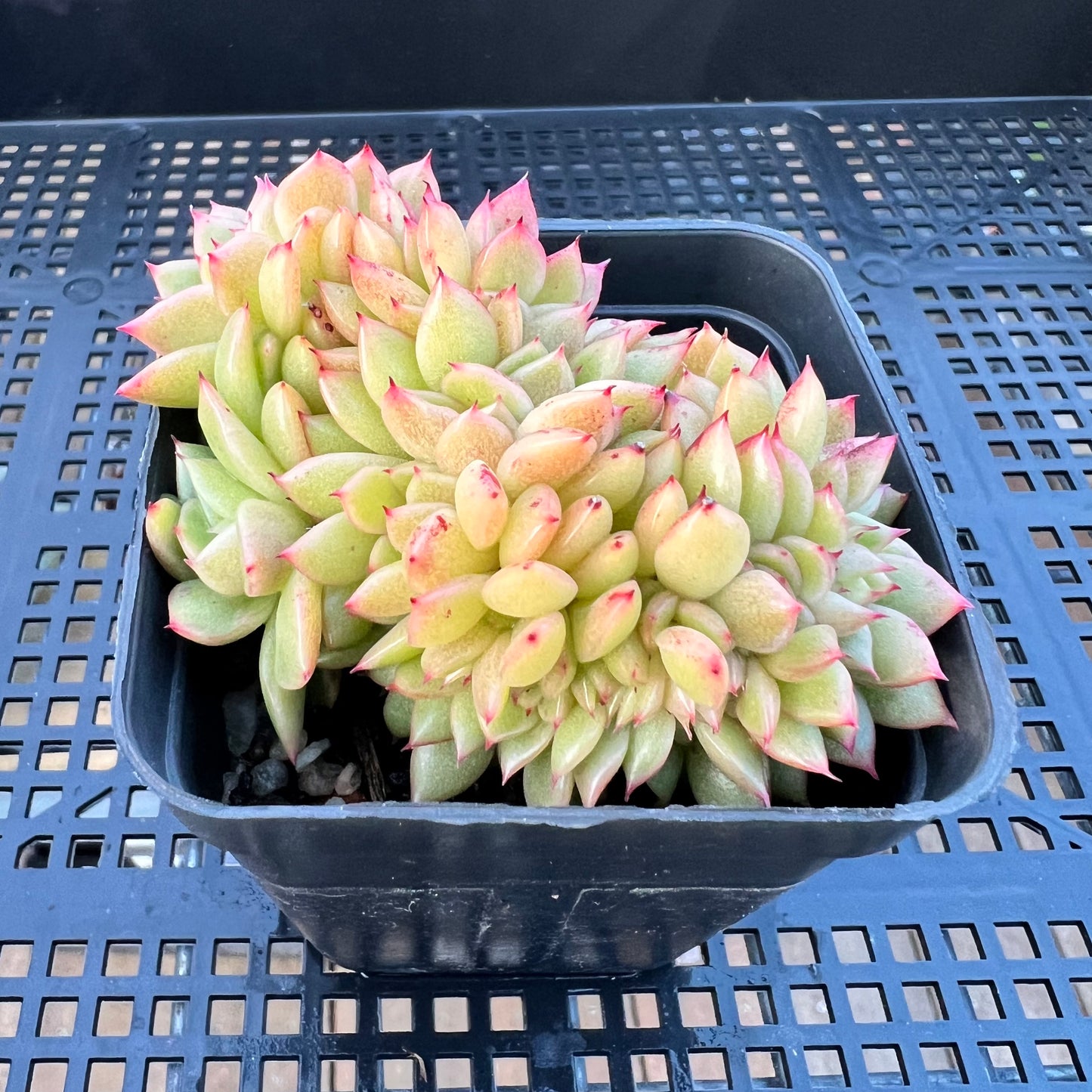 2205 Echeveria Gilva Crest