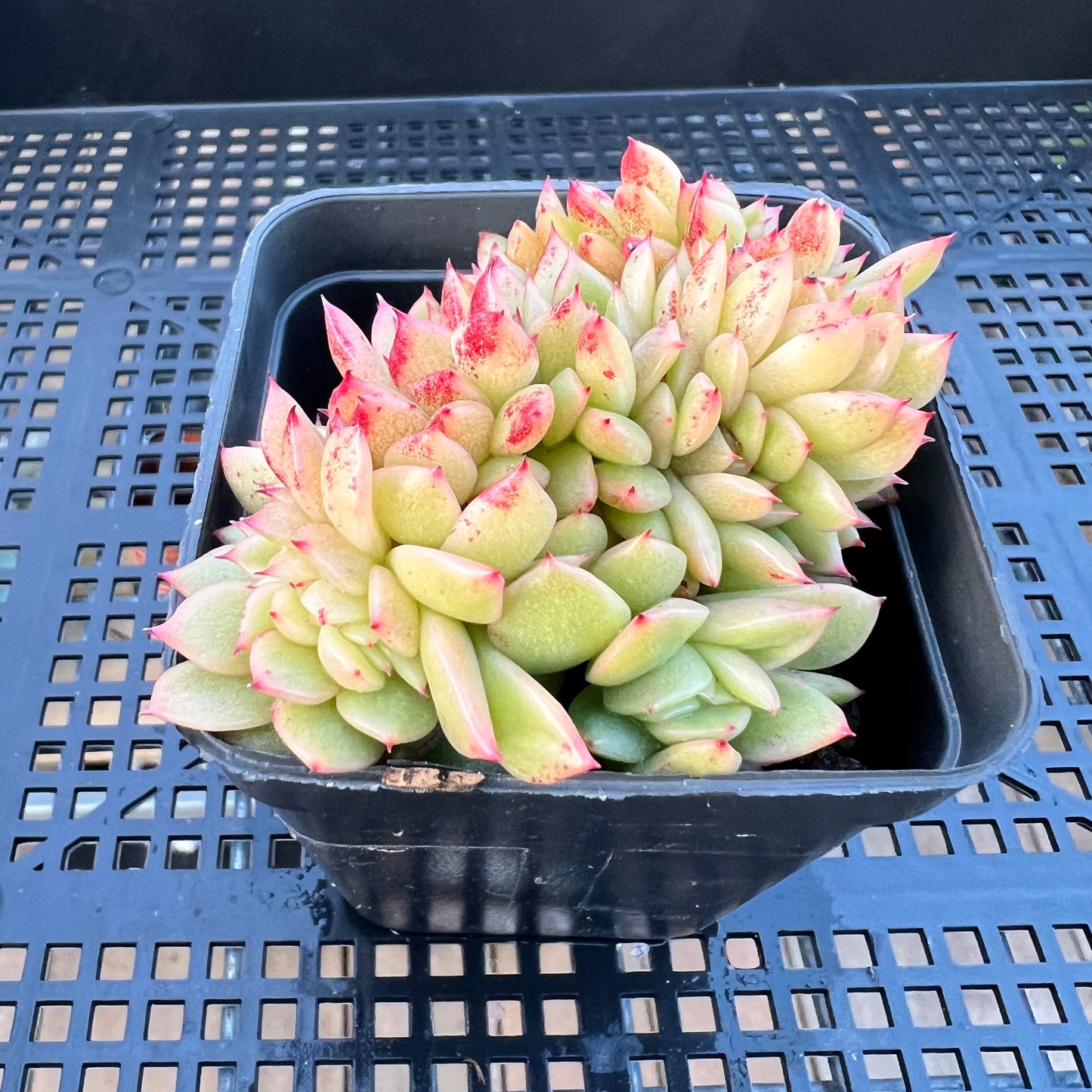 2205 Echeveria Gilva Crest