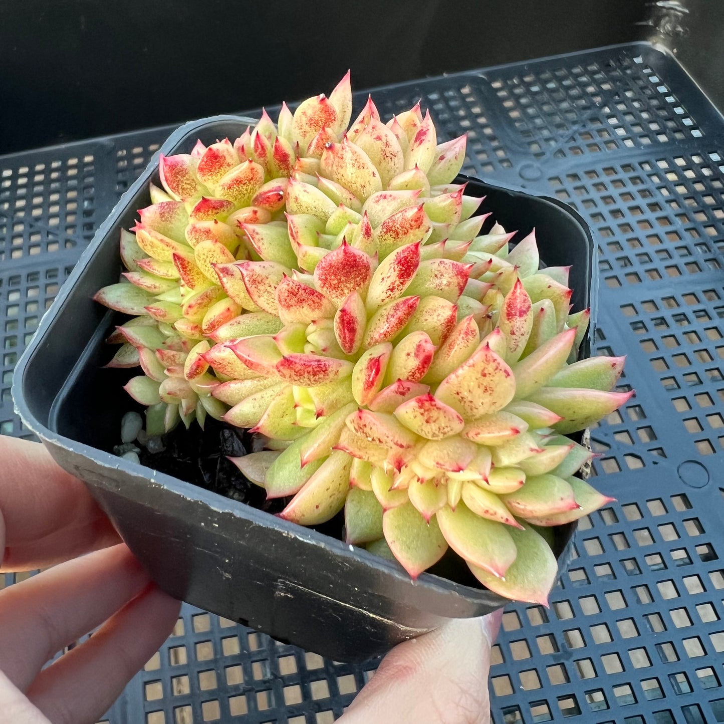 2205 Echeveria Gilva Crest